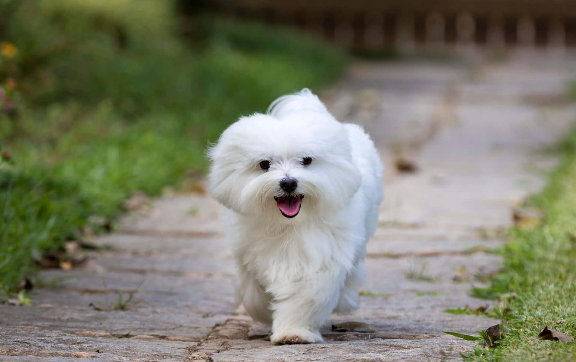 A White Dog Walking Down A Path