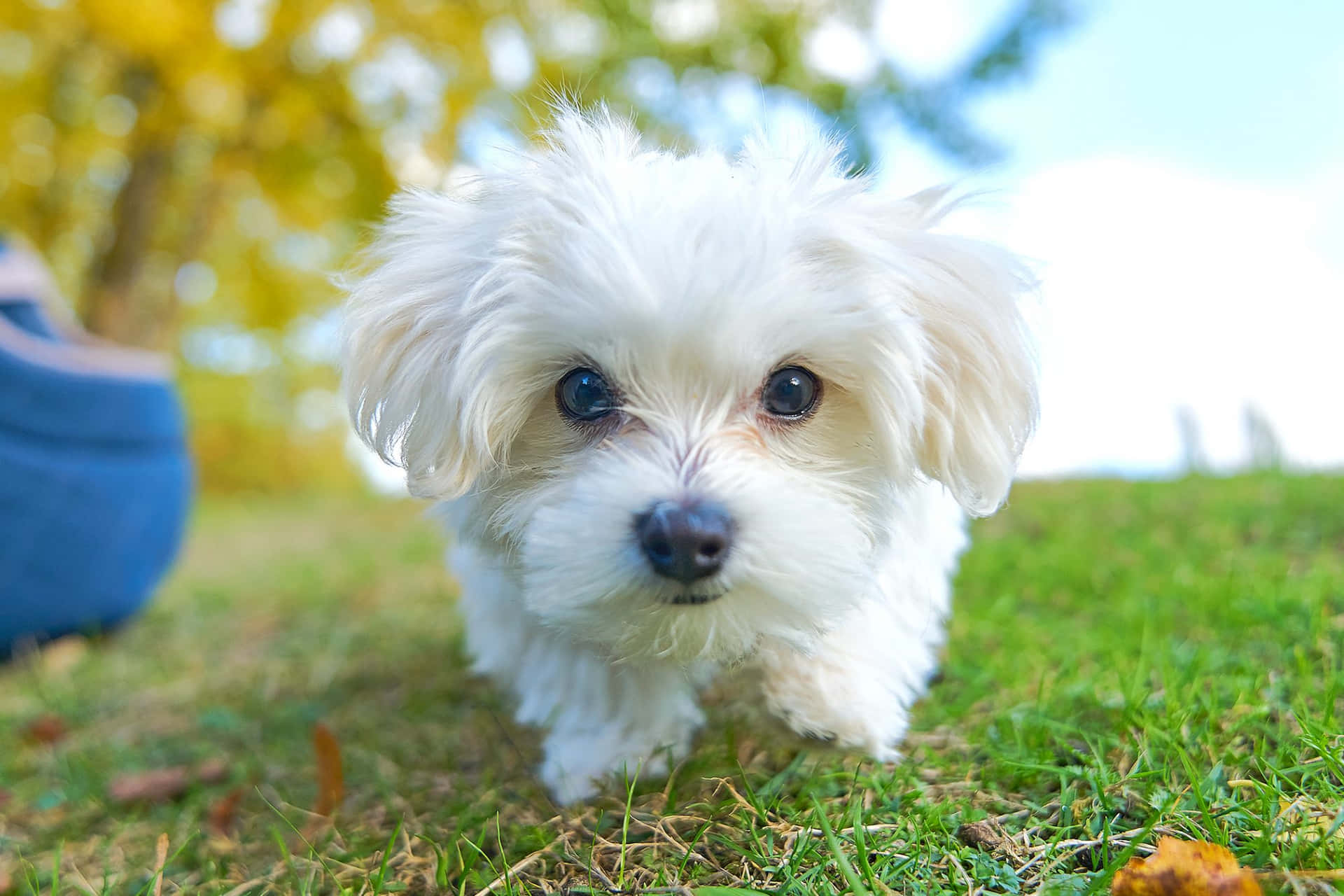A Small White Dog Walking On The Grass