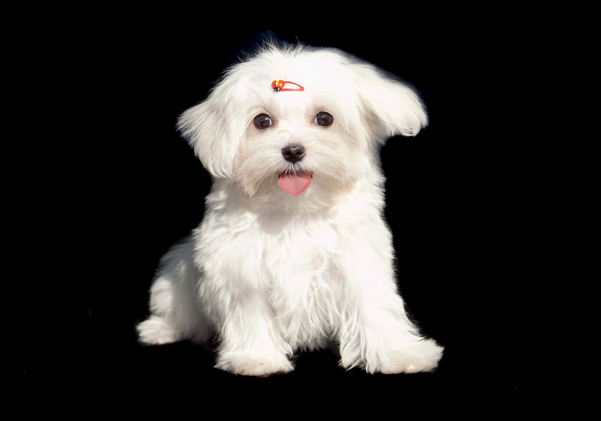 Adorable Maltese Puppies Lounging on the Floor