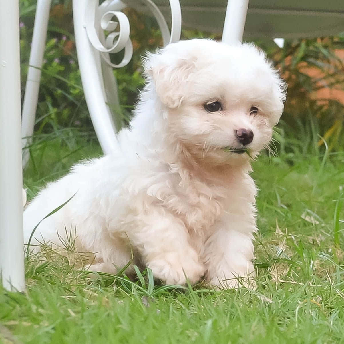 A White Puppy Sitting On The Grass