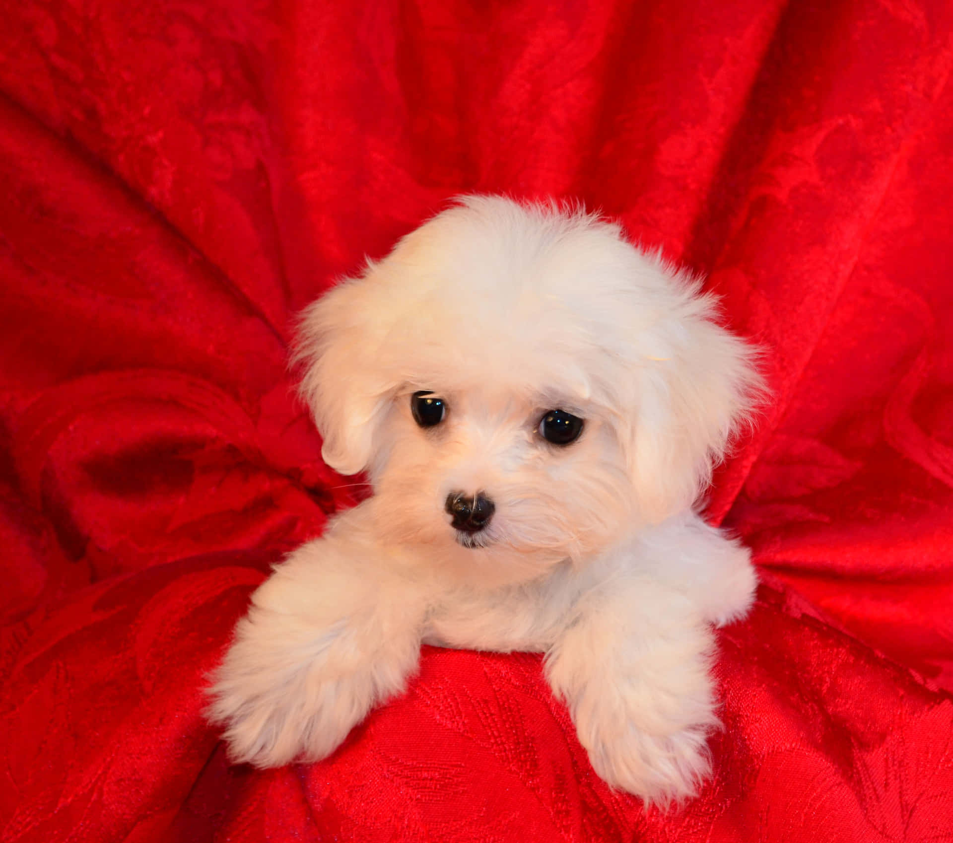 A White Puppy On A Red Cloth