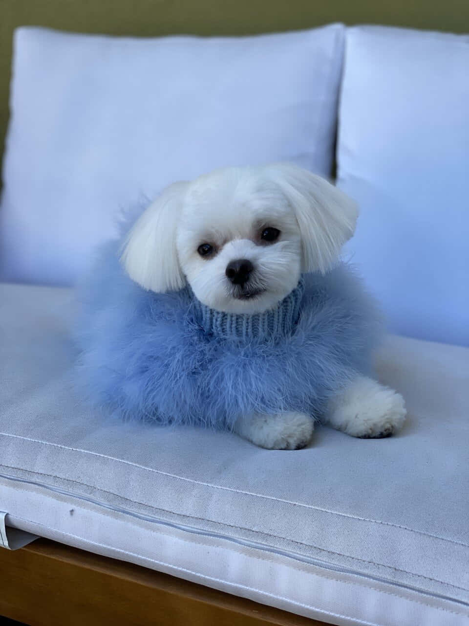 Unperro Blanco Vistiendo Un Abrigo De Piel Azul