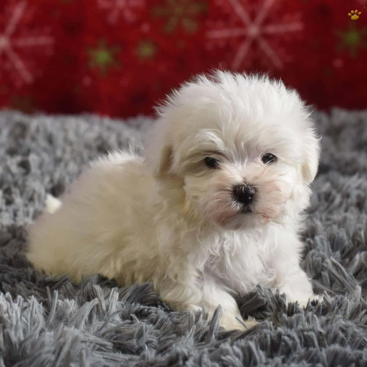 Adorable Maltese Puppies Ready To Meet Their New Families