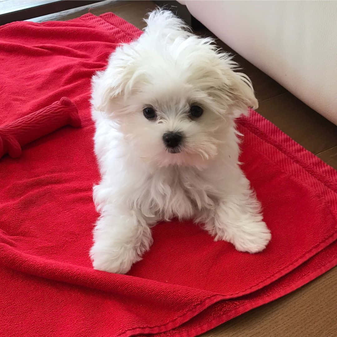A Small White Dog Sitting On A Red Towel