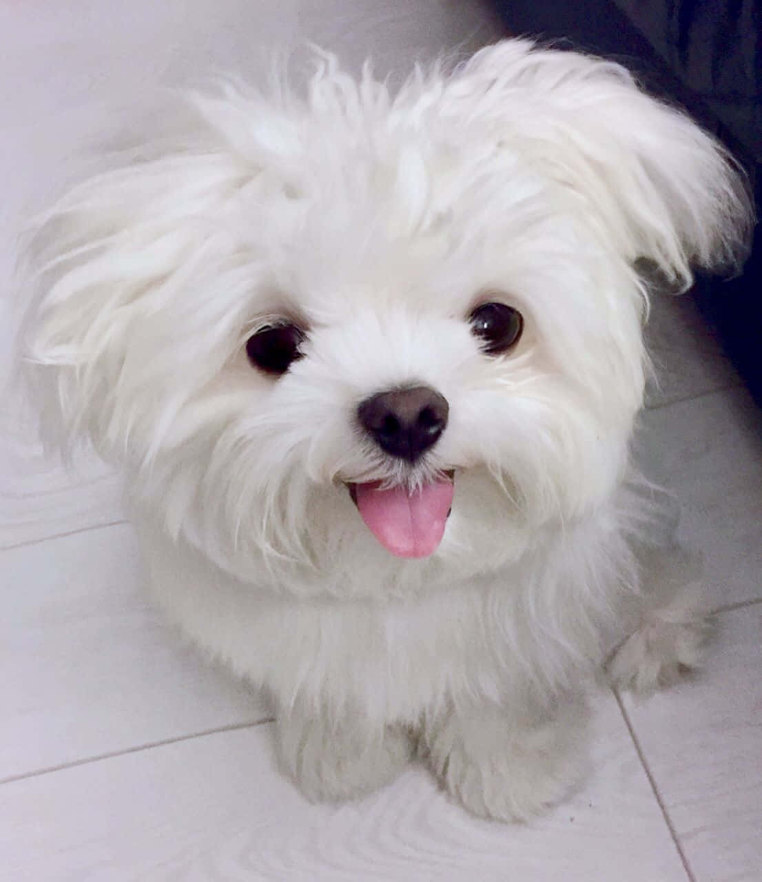 A White Dog Is Sitting On The Floor With Its Tongue Out