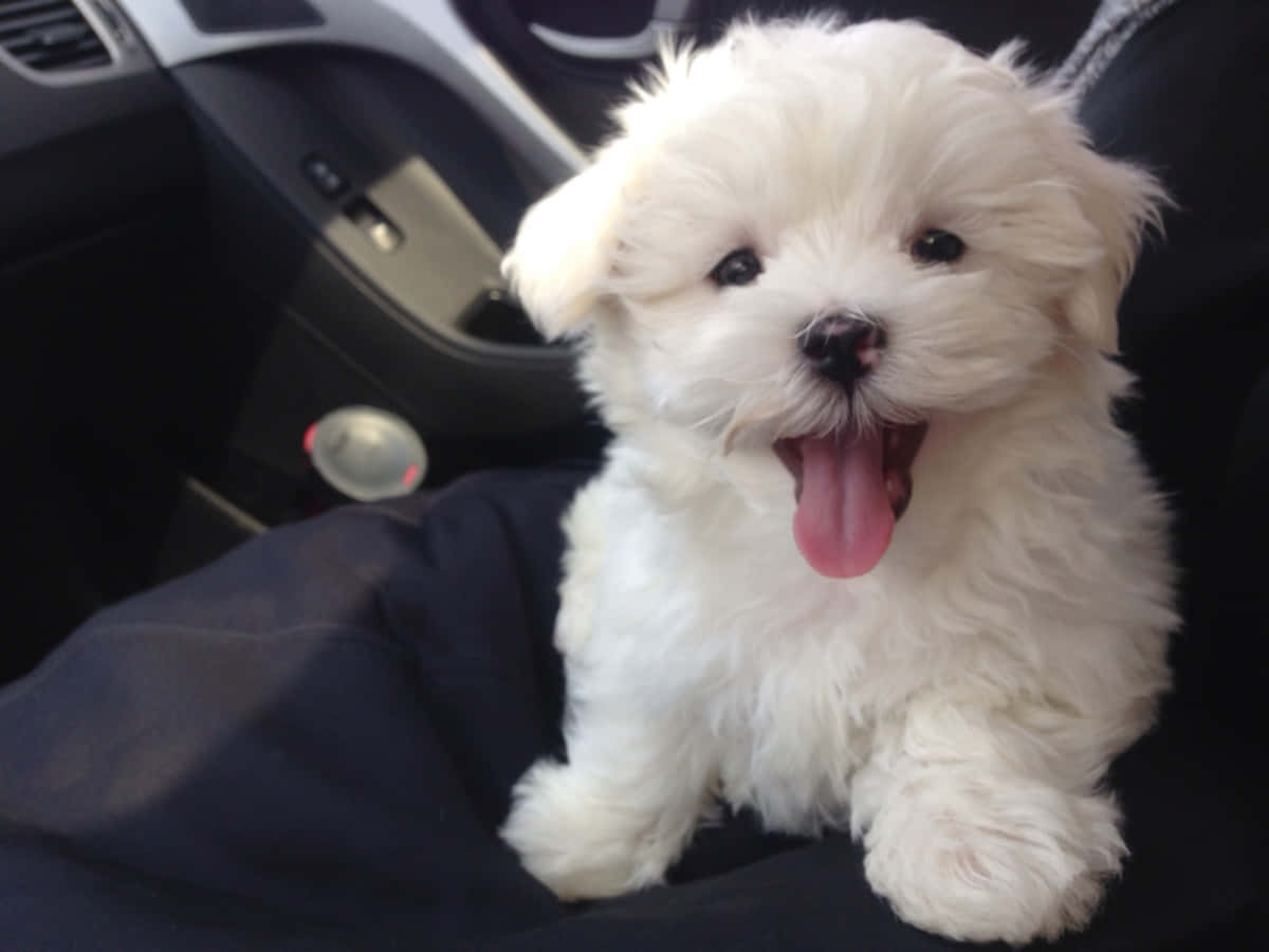 A White Puppy Sitting In The Back Seat Of A Car