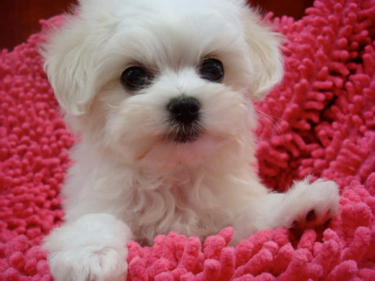A White Puppy Sitting On A Pink Blanket