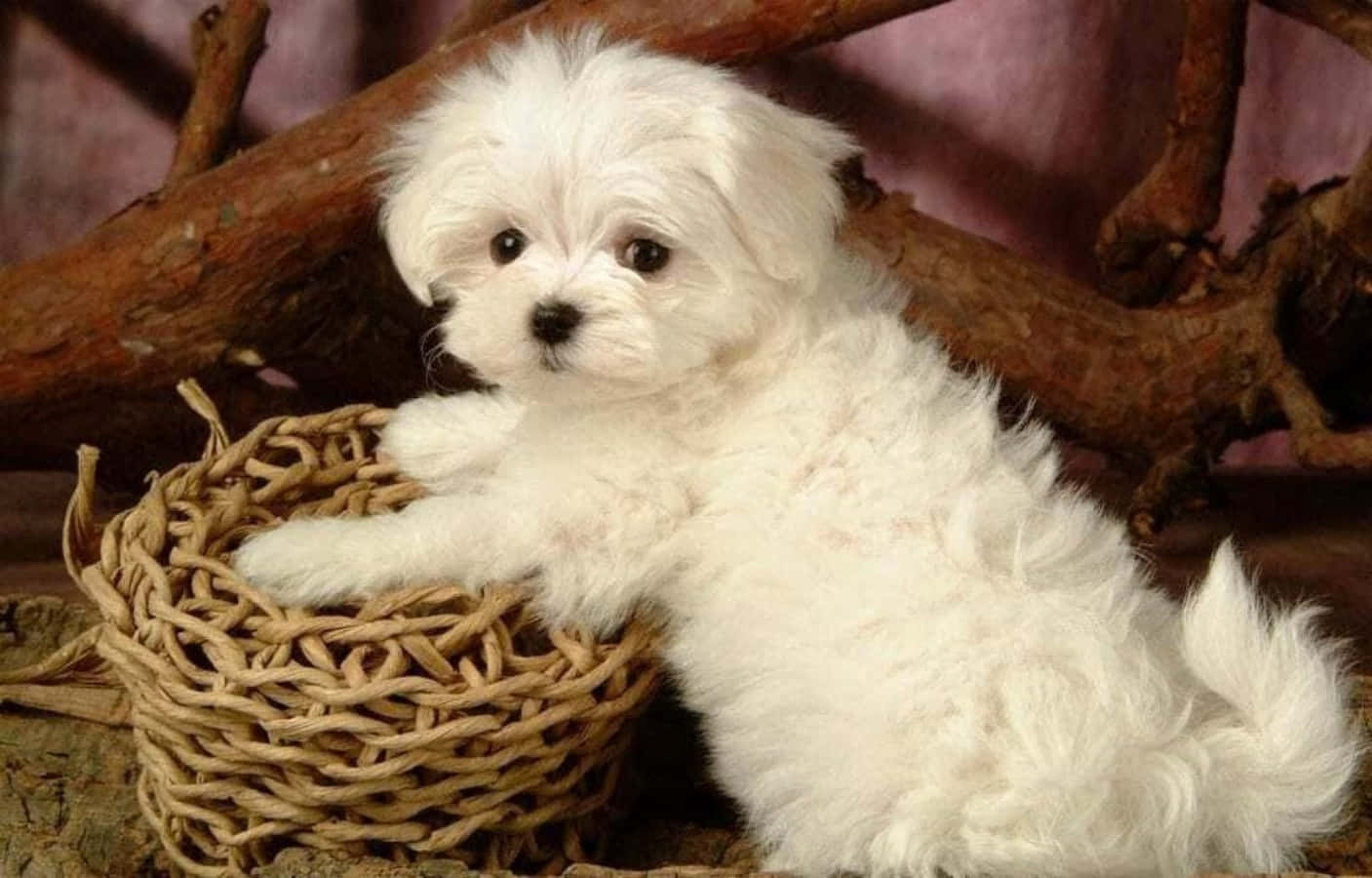 Sweet Maltese Puppy Poses For A Picture