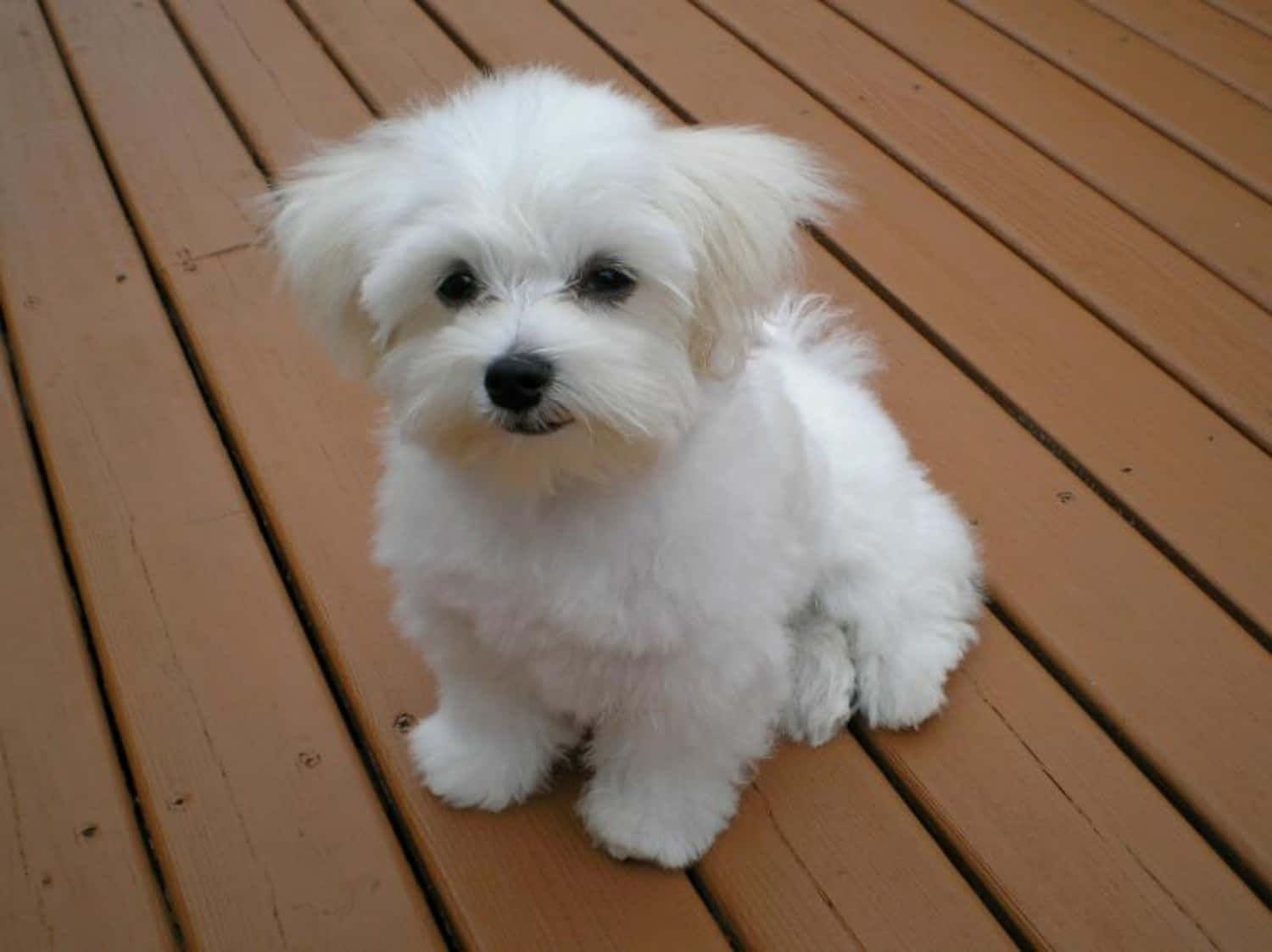 A White Dog Sitting On A Wooden Deck