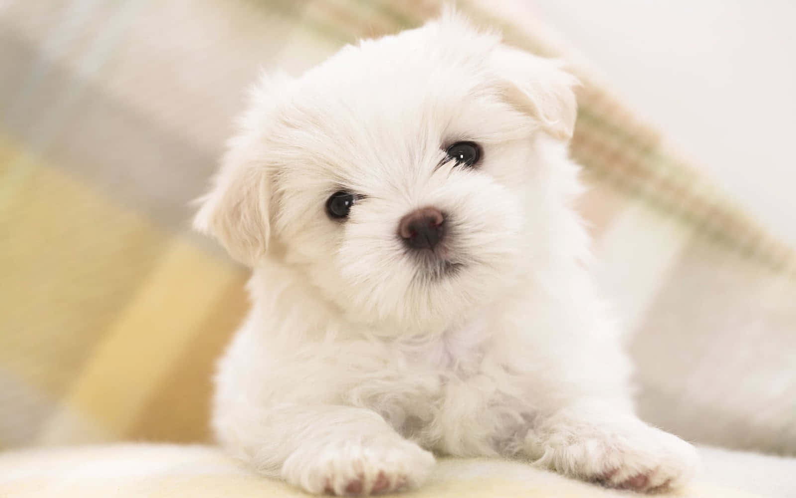 A cute Maltese Puppy looking up with loving eyes