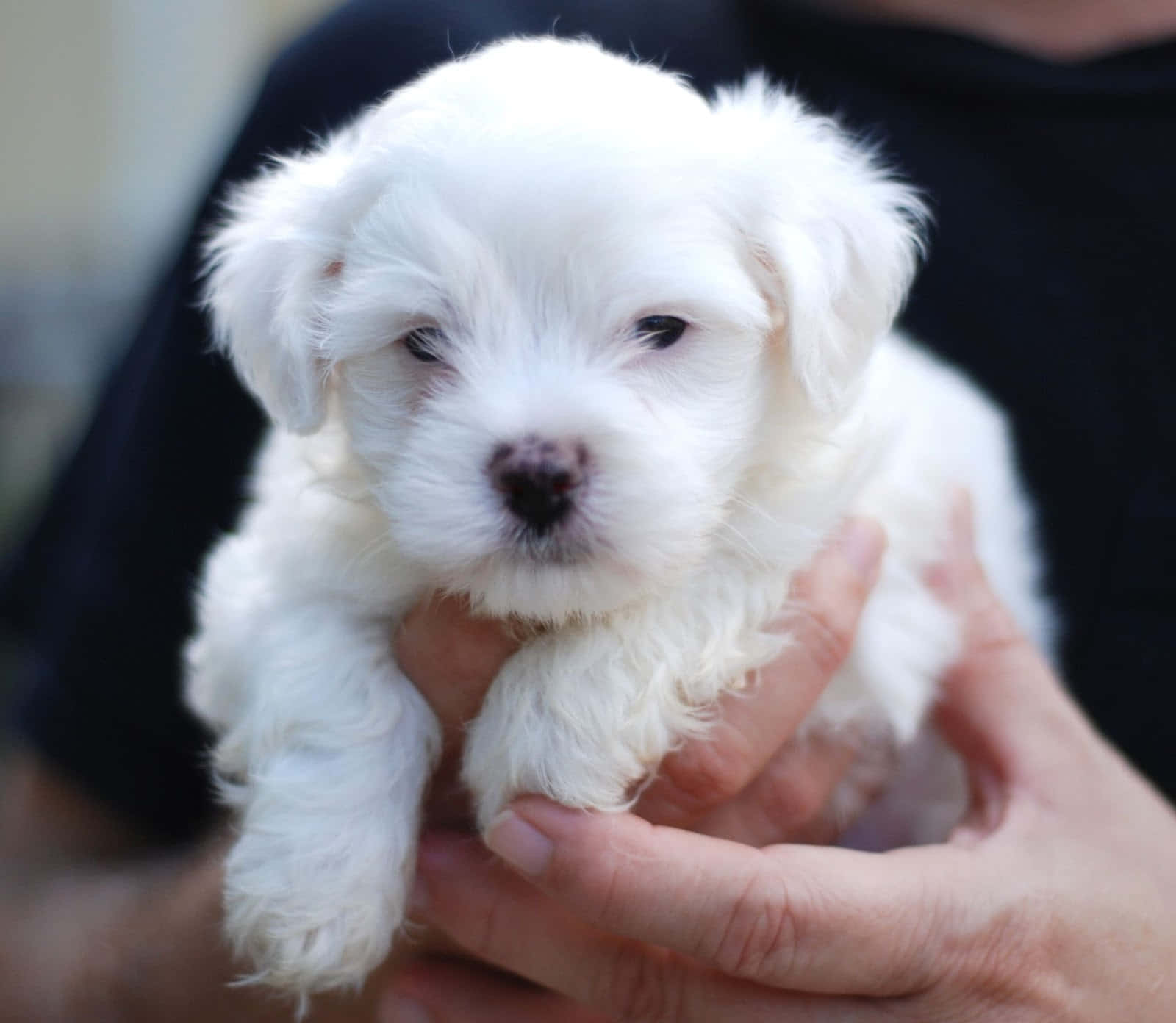 A White Puppy Is Being Held In A Person's Hands