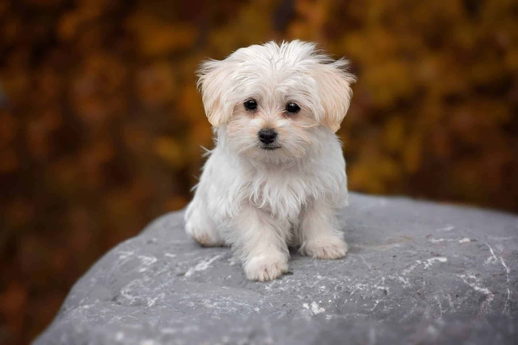 Adorable Maltese Puppy Sitting on White Fur
