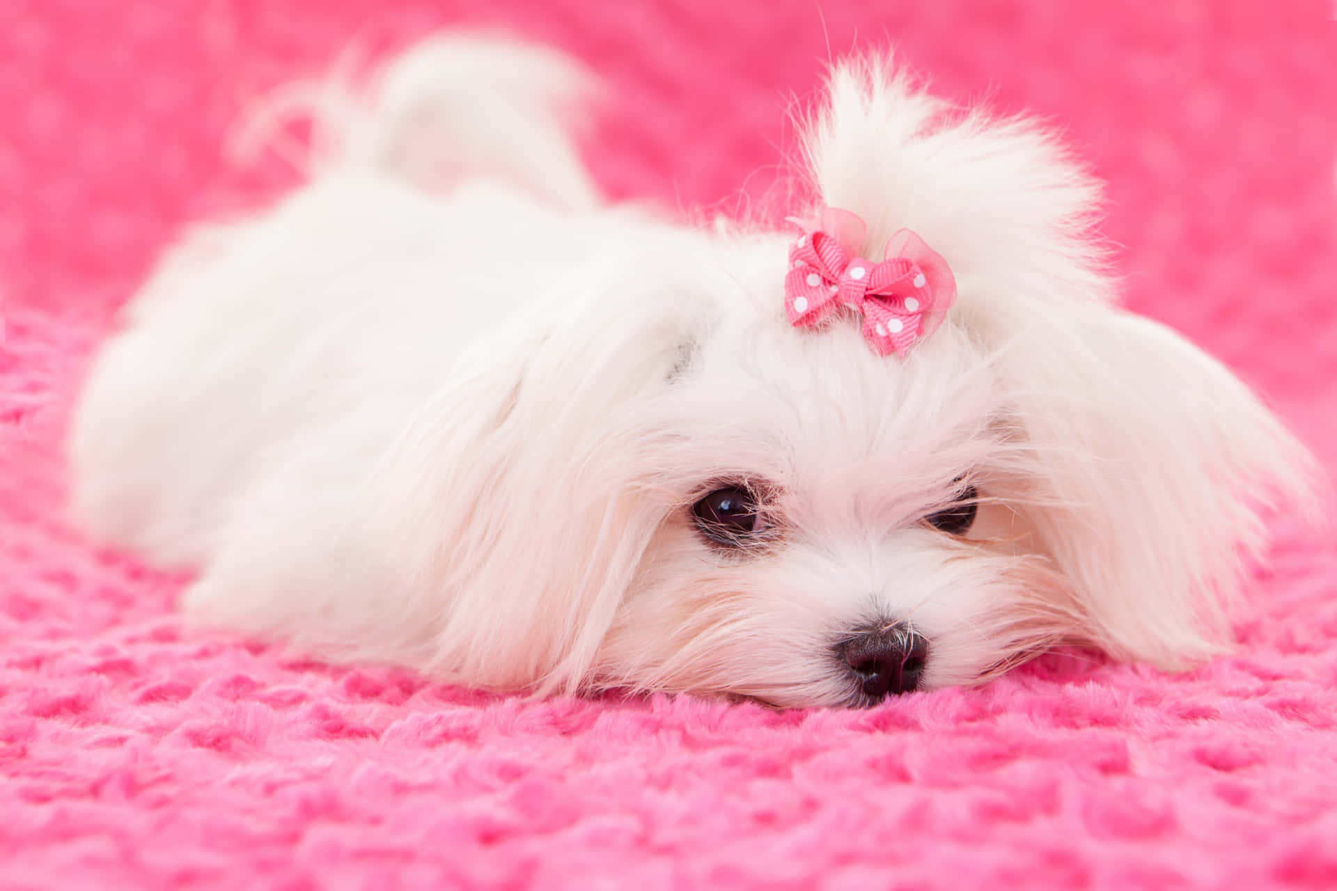Sweet Maltese Puppy Gets Ready for a Nap