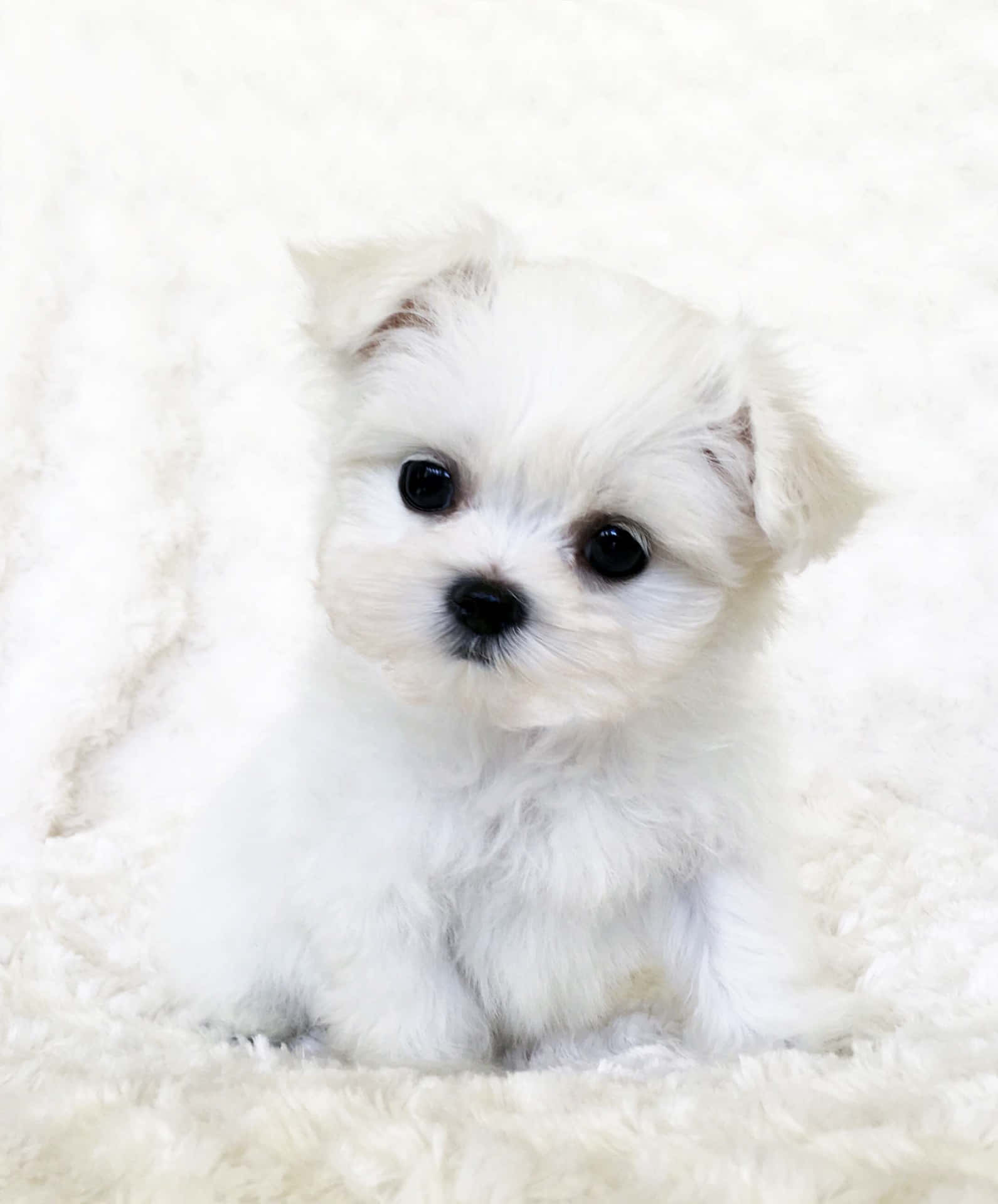 A Small White Puppy Sitting On A White Blanket