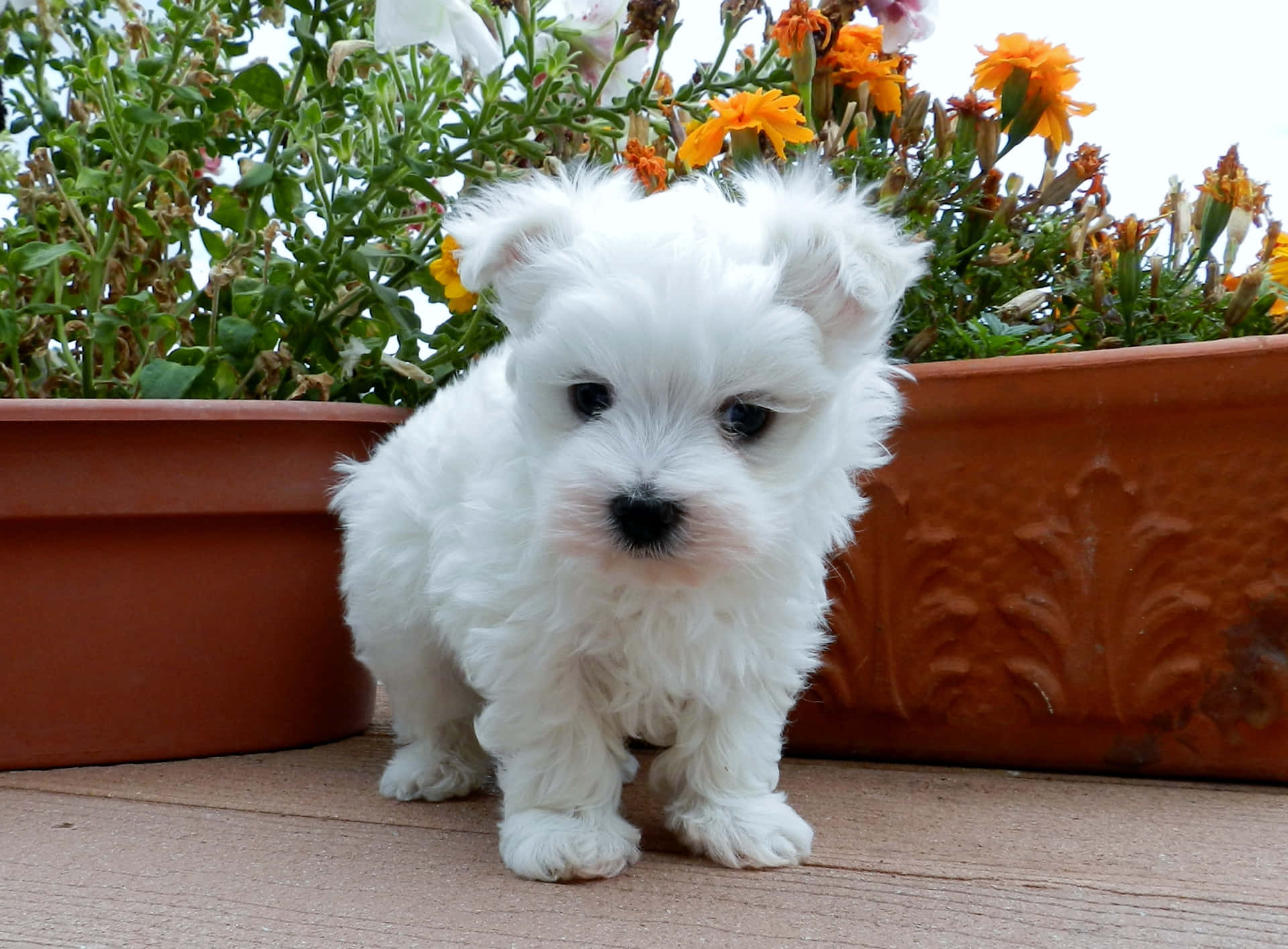 This cute and adorable Maltese Puppy will cheer you up