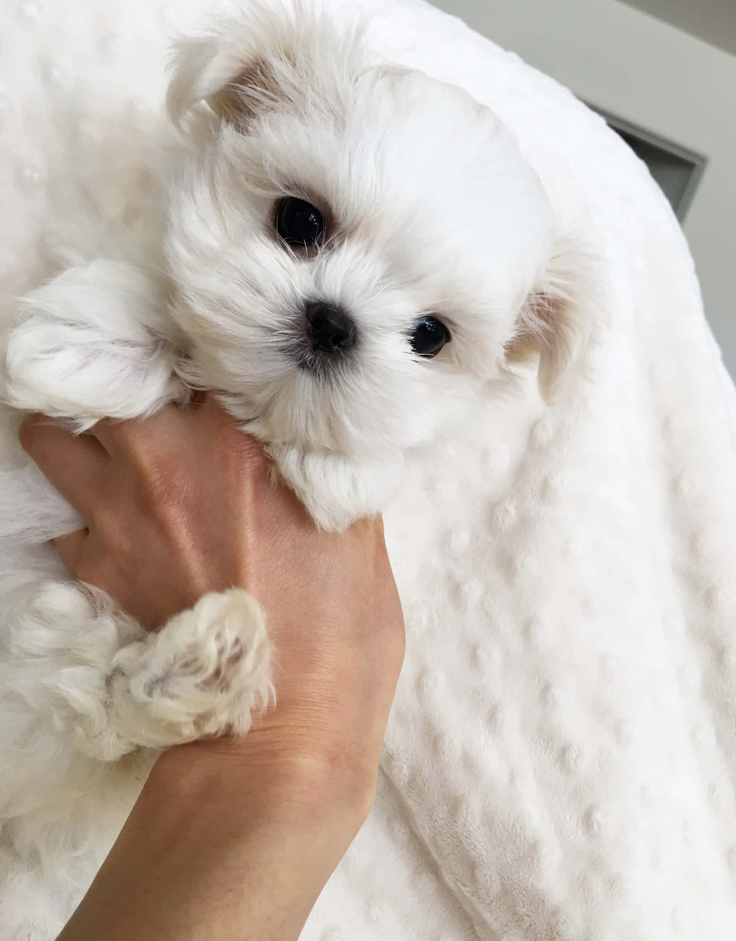 A tiny white Maltese puppy perched atop a knitted cushion