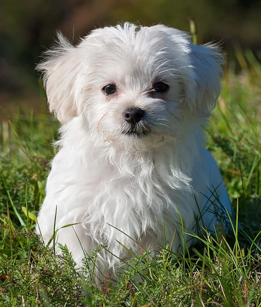 "Look at this adorable Maltese Puppy!"
