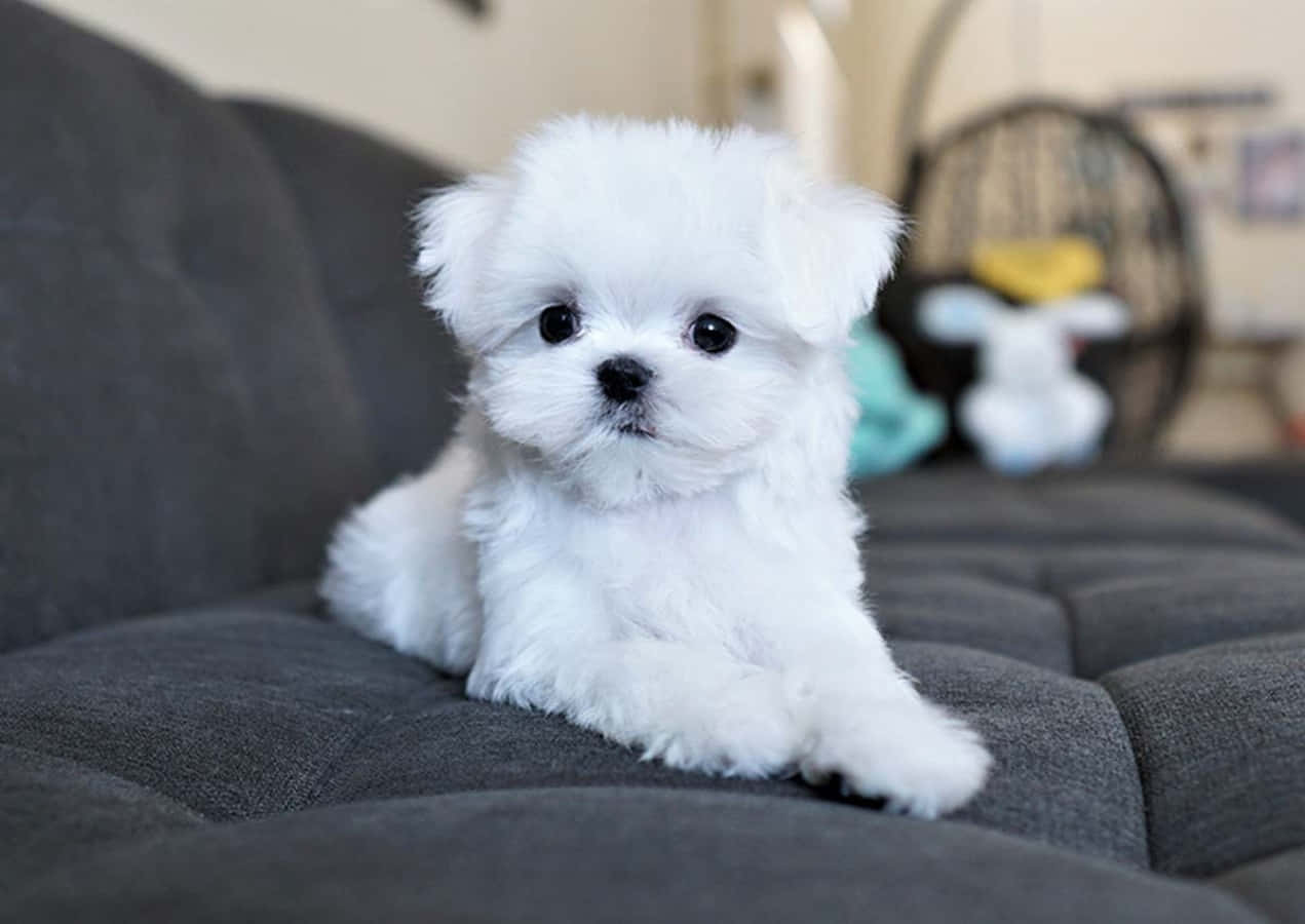 Adorable Maltese Puppy Looking for Some Love