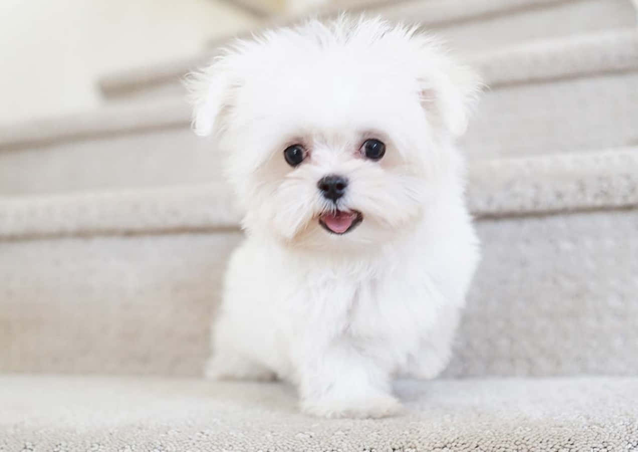 A White Dog Standing On Stairs