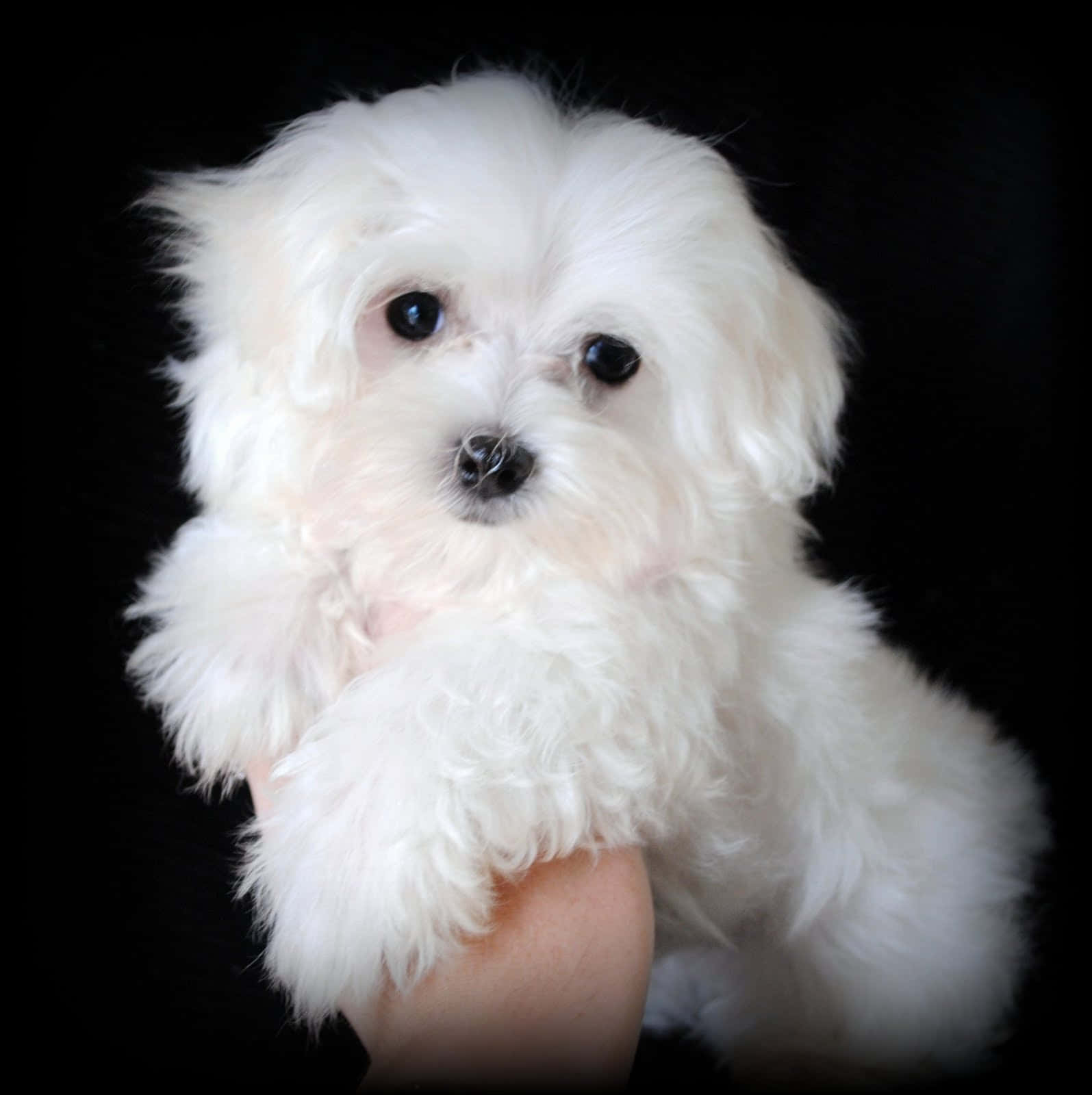 "Cuteness Overload: Adorable Maltese Puppy"