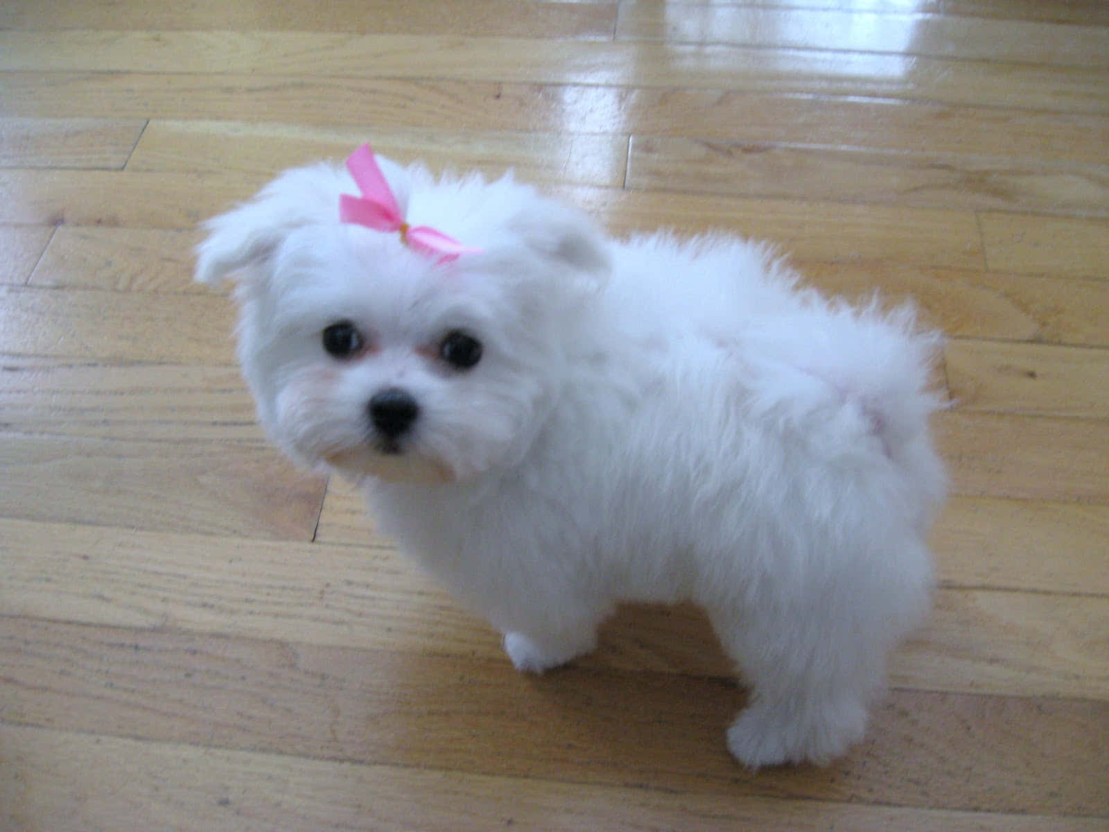 A White Dog With A Pink Bow On Its Head