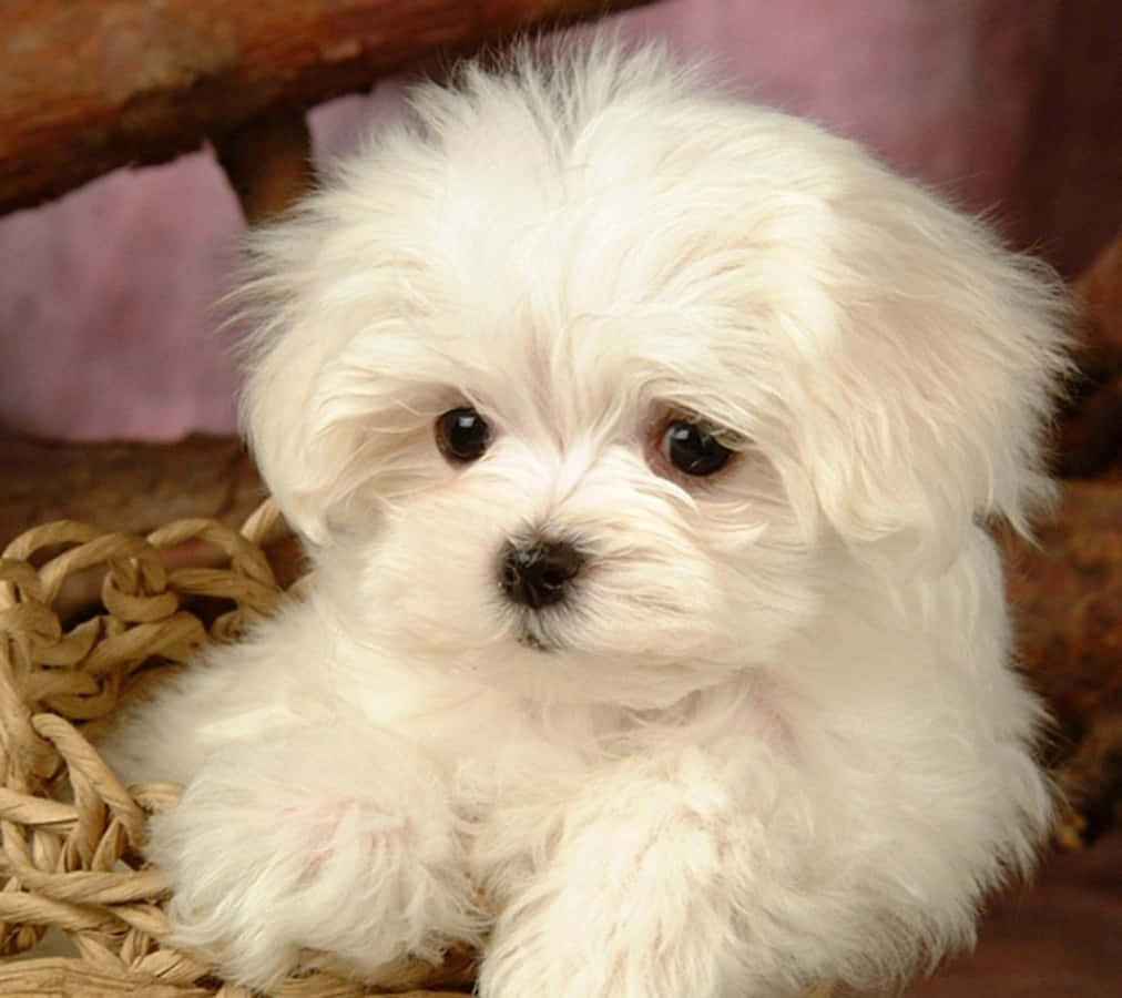 This Adorably fluffy Maltese Puppy can brighten up your day