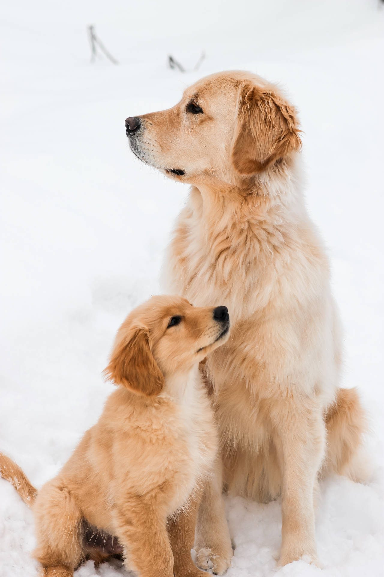 Mama And Baby Golden Retrievers