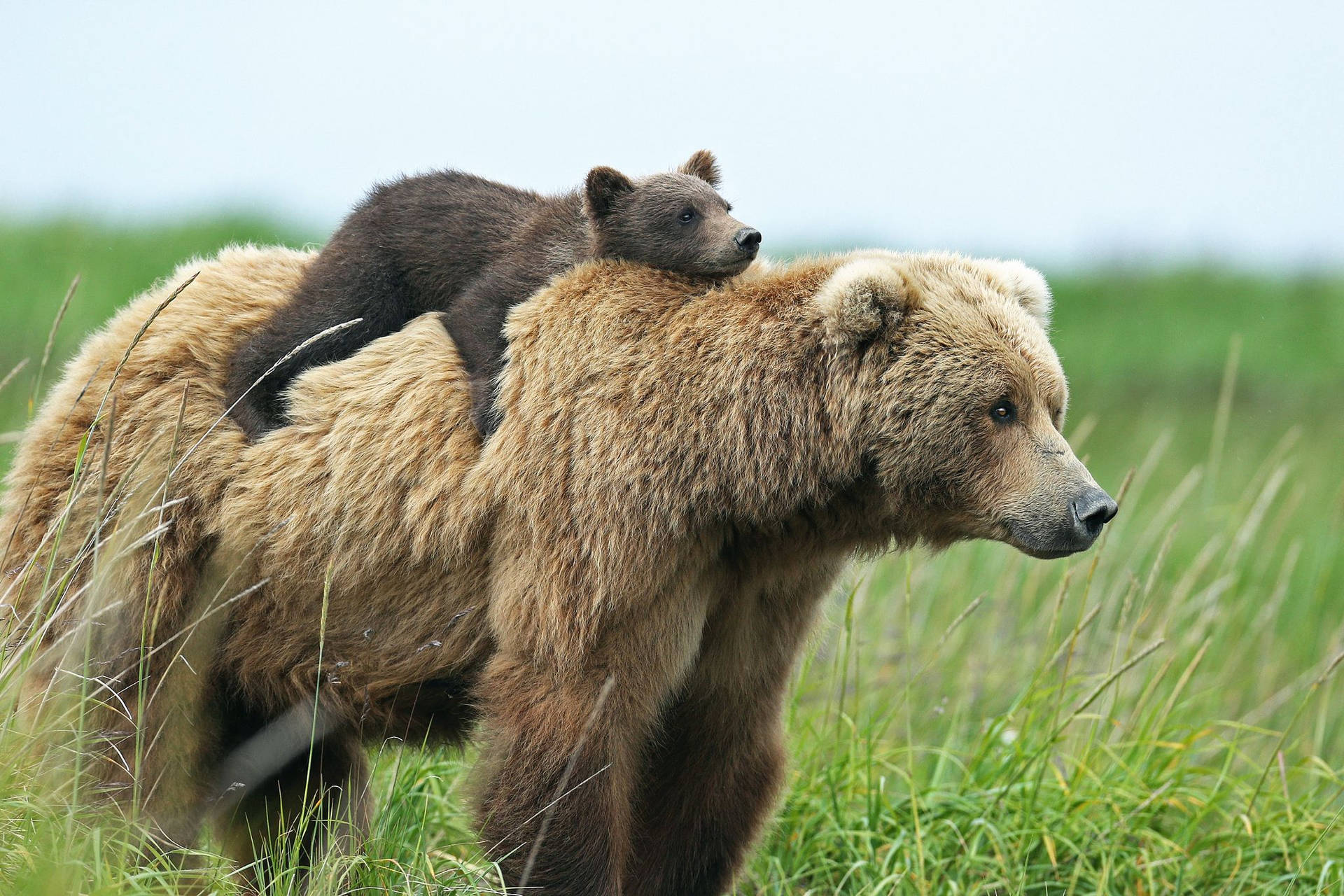A mother bear and her cub playing in a meadow Wallpaper