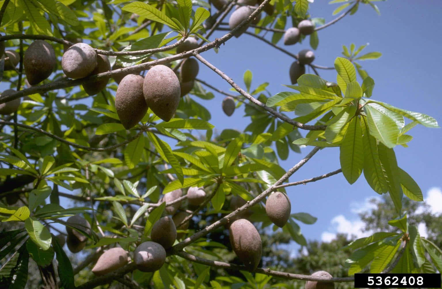 Árbolde Fruta De Mamey Albaricoque Tropical Fondo de pantalla
