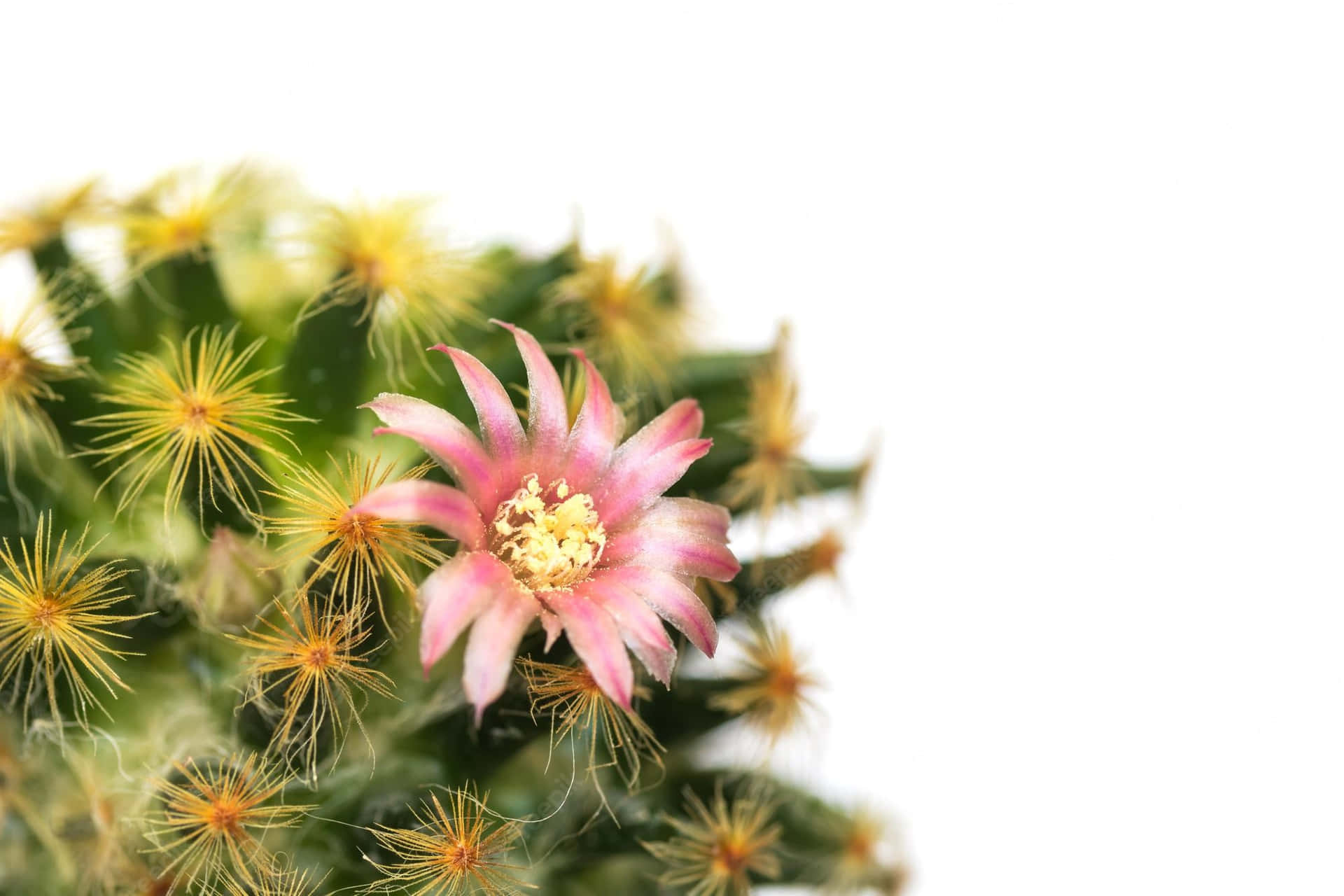Mammillaria Bocasana Cactus Flower Wallpaper