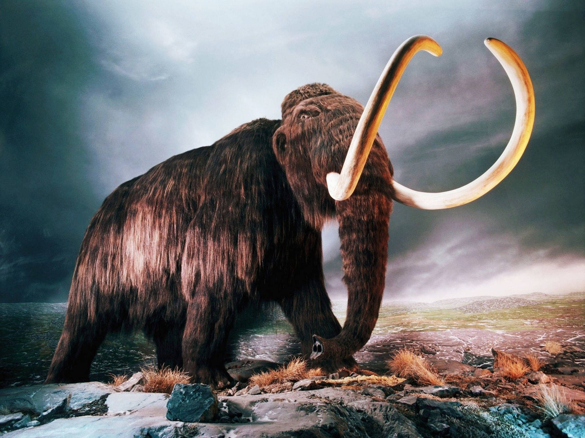 Mammoth In Barren Landscape Wallpaper