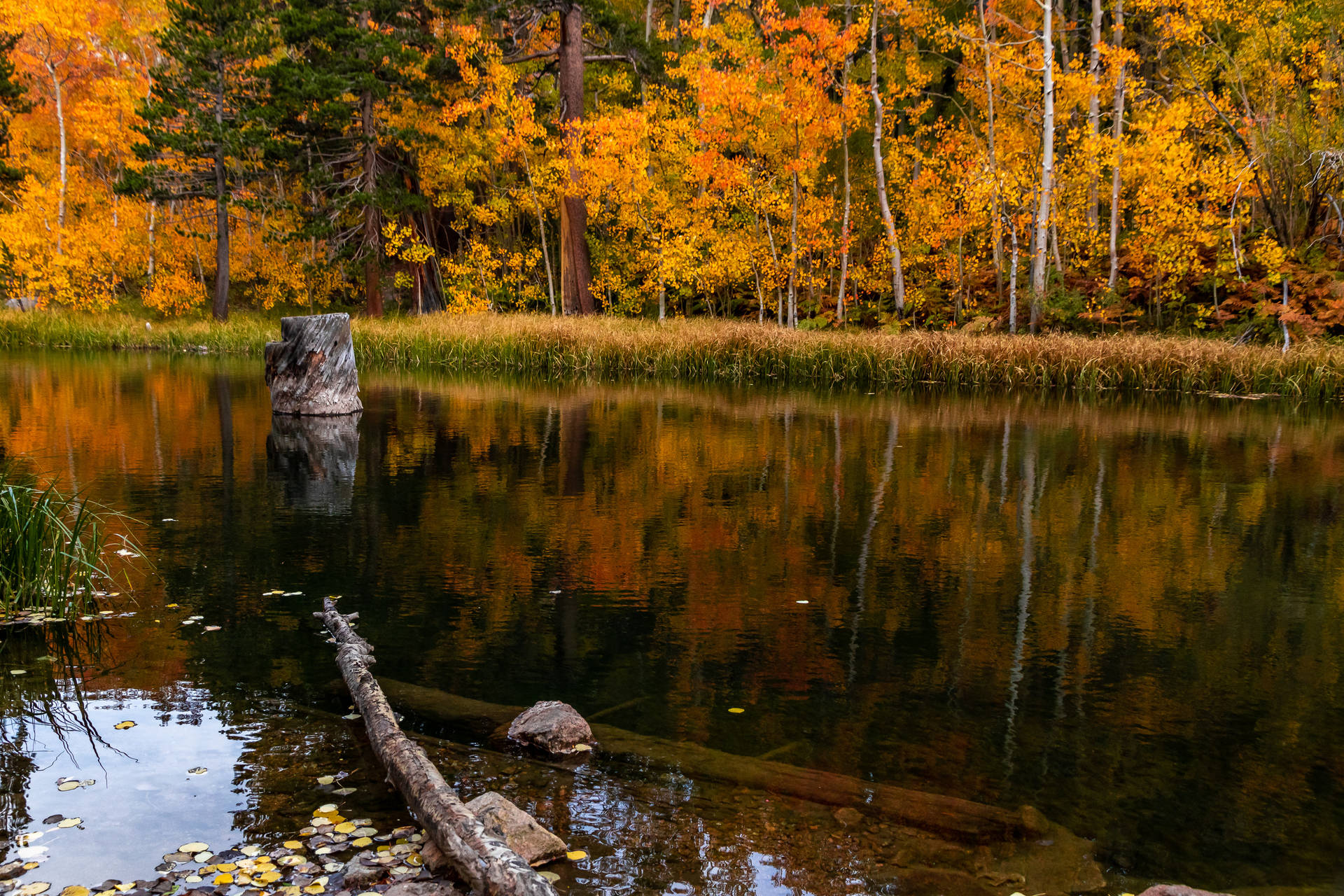Opdag de smukke naturværdier af Mammoth Lakes i dette smukke efterårsbaggrundsbillede. Wallpaper