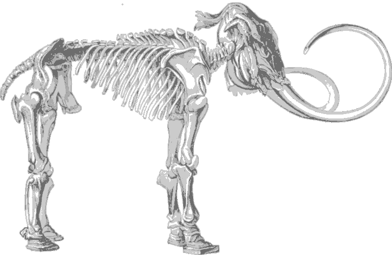 Mammoth Skeleton Illustration PNG