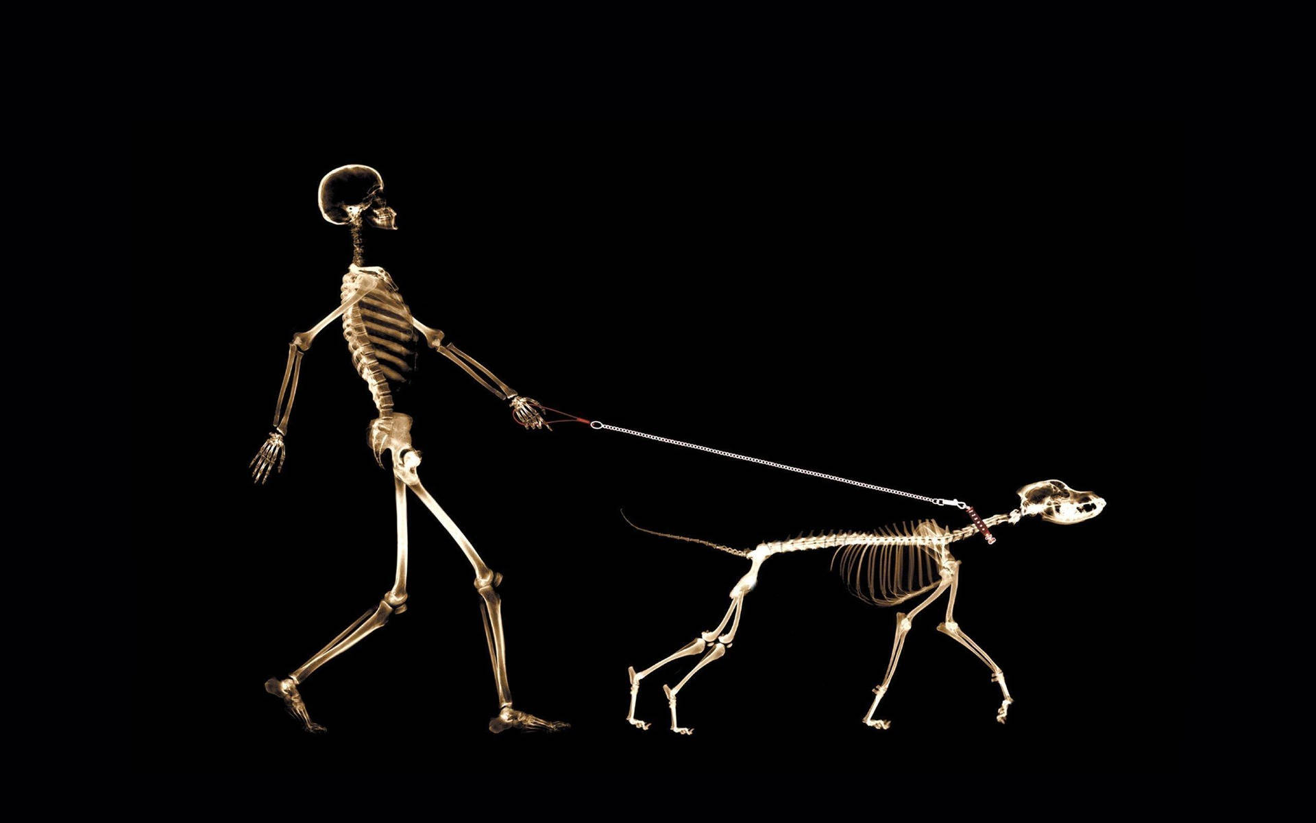 Mannund Hund Skelett Wallpaper