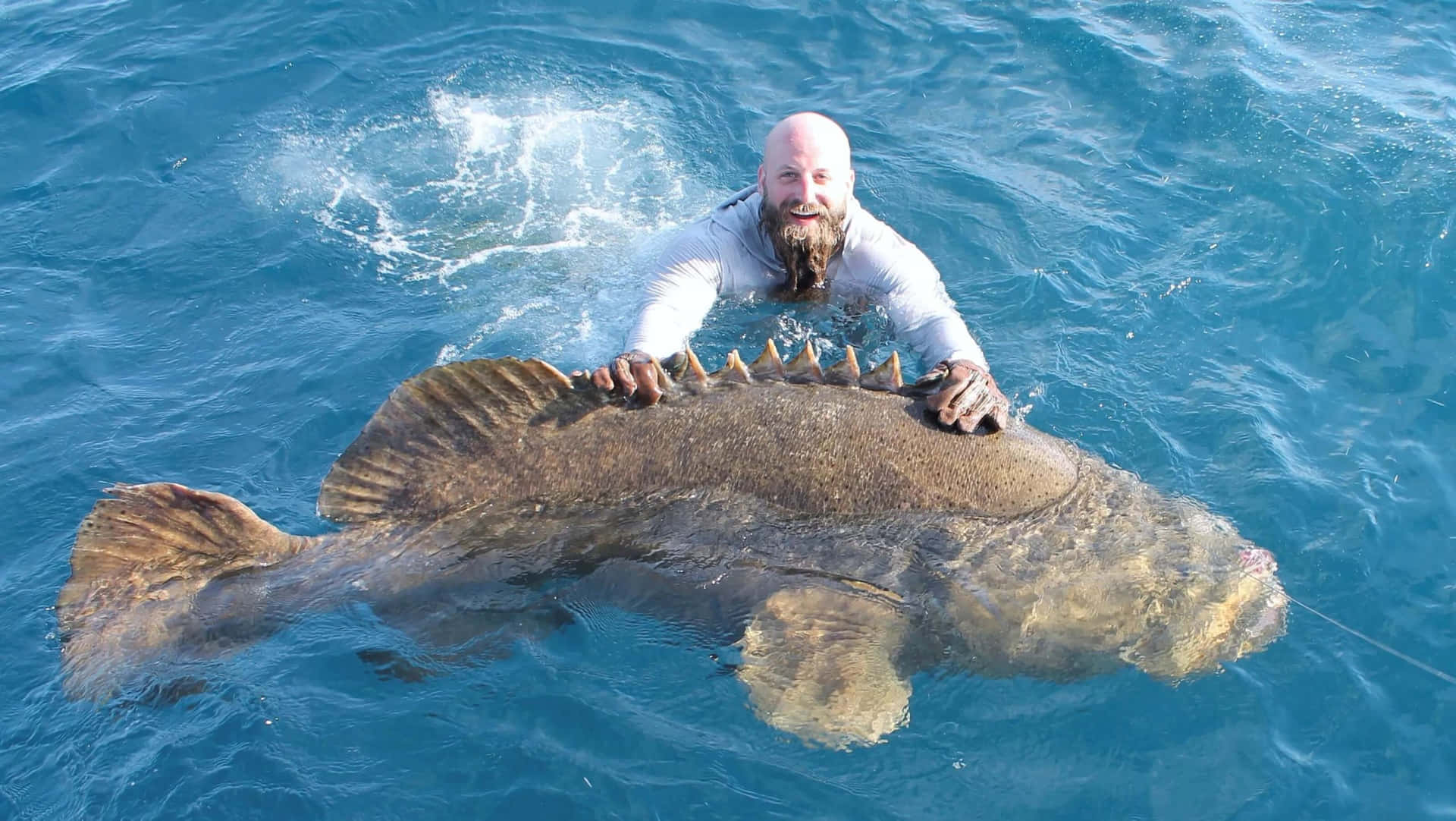 Man Houdt Gigantische Grouper In De Zee Achtergrond