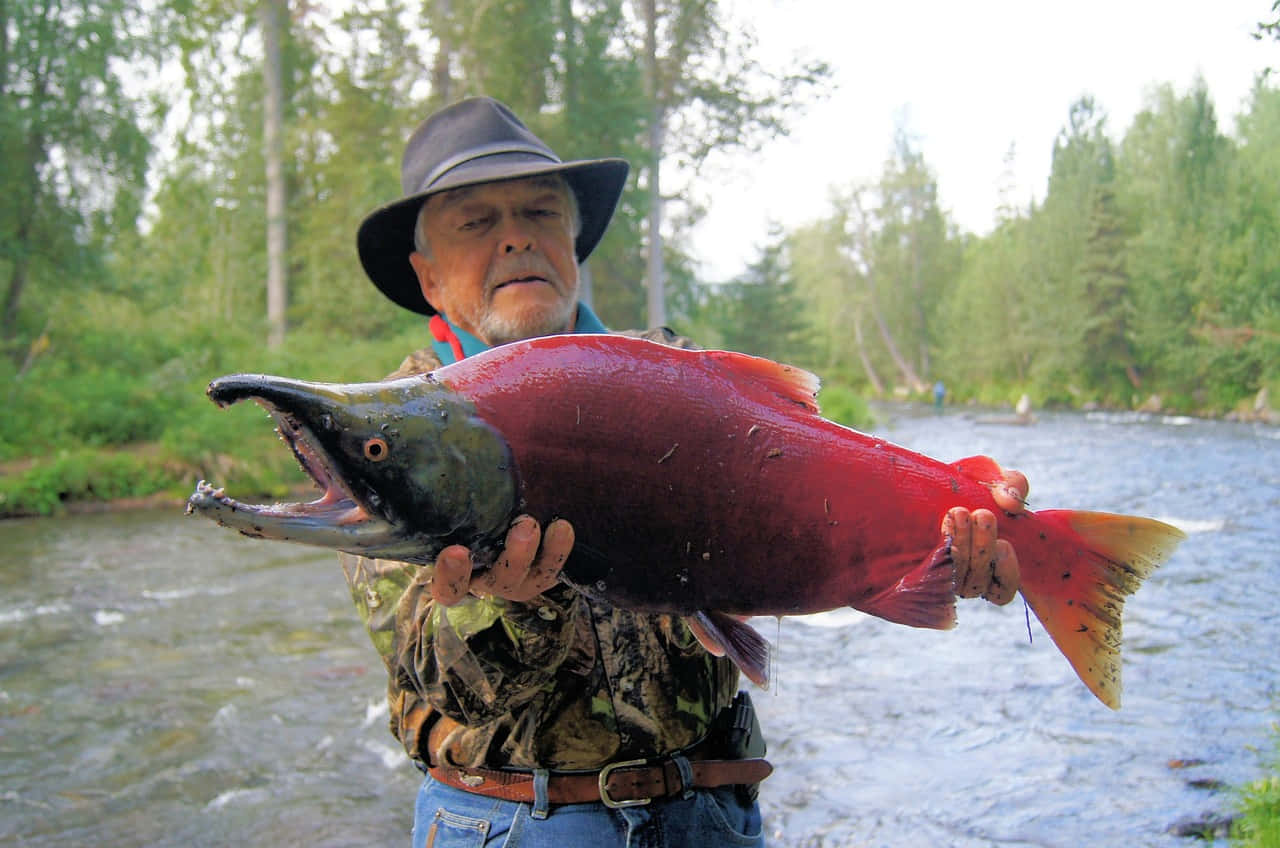 Man Holding Large Sockeye Salmon Wallpaper
