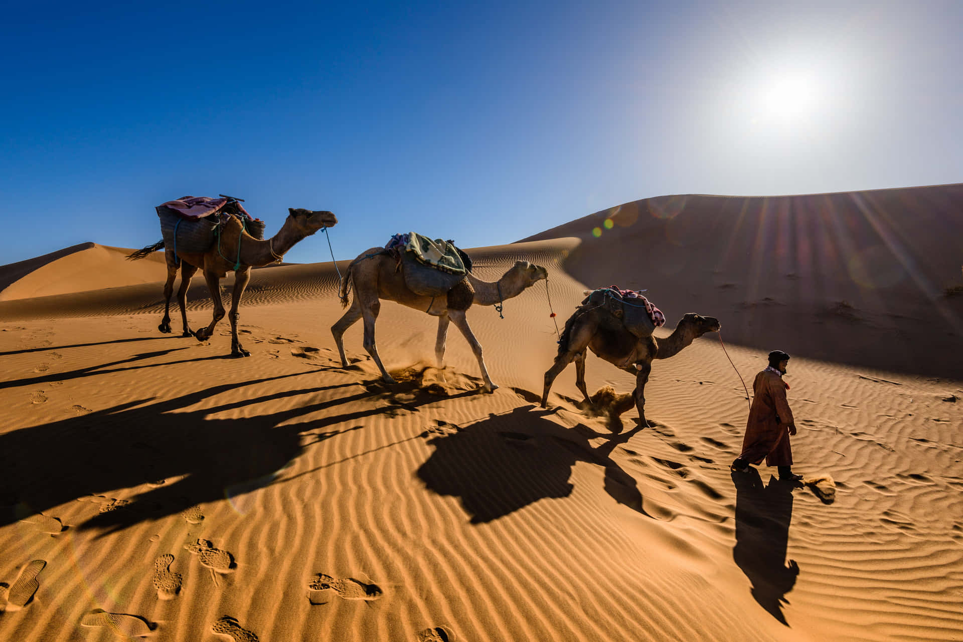 Man Lead Three Camels In Desert Background