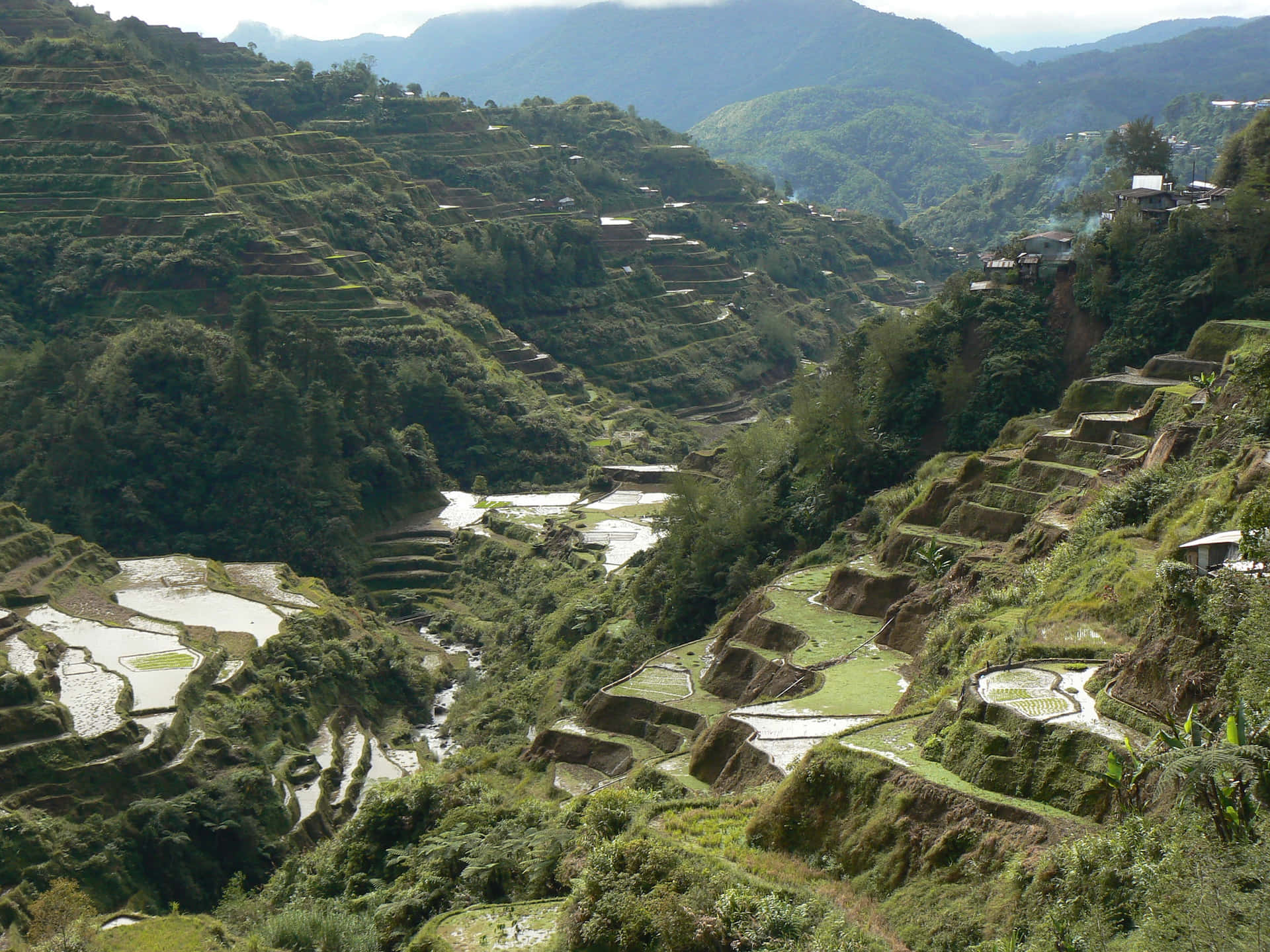 Man Made Banaue Rice Terraces In Philippines Wallpaper