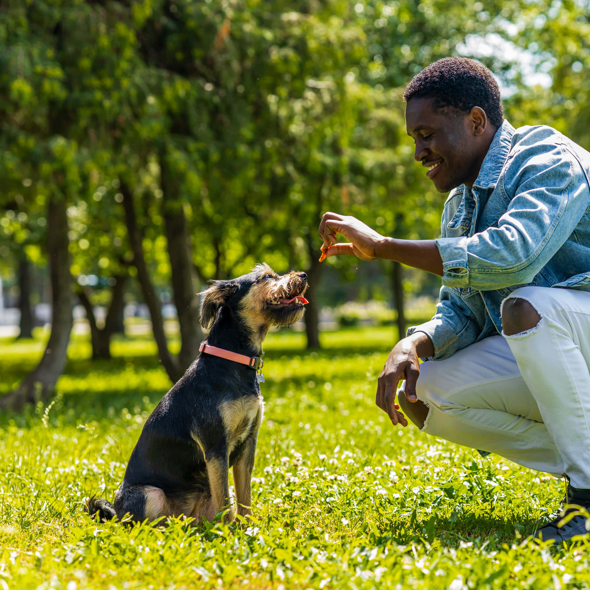 Man Trains Hond Met Snoep Buiten Achtergrond