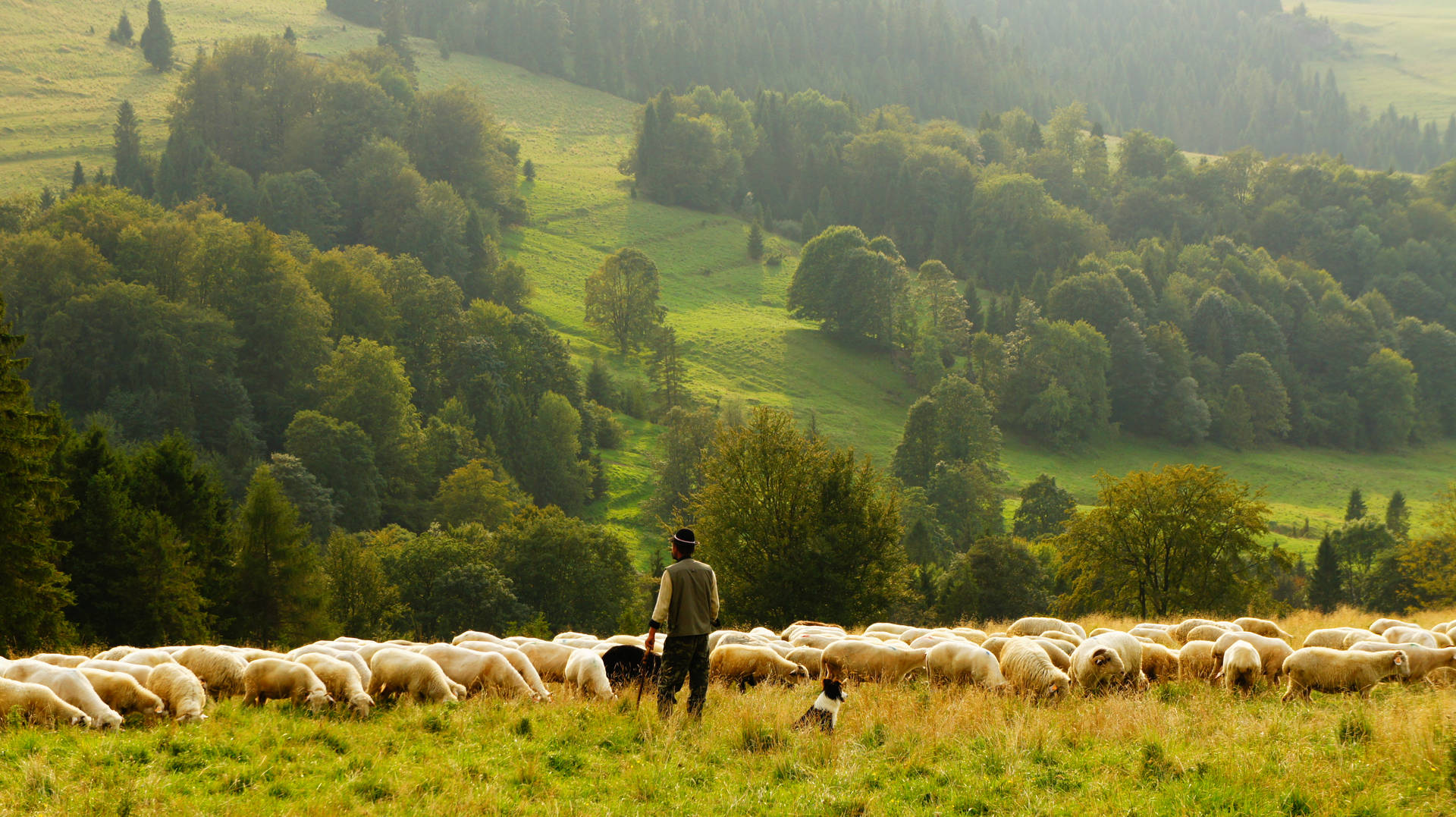 Man With Group Of Sheep Wallpaper