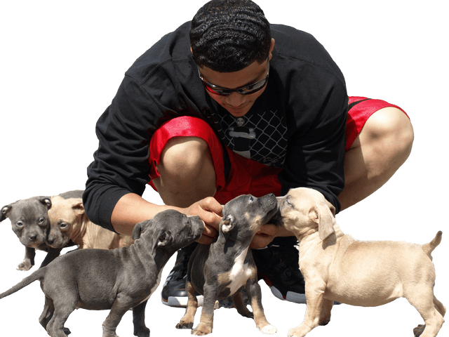 Man With Puppies Interaction PNG