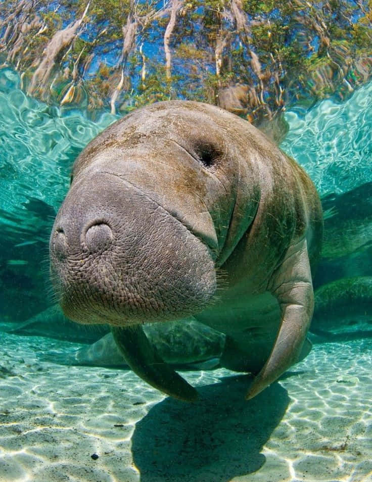 Manatee Crystal Clear Water Wallpaper