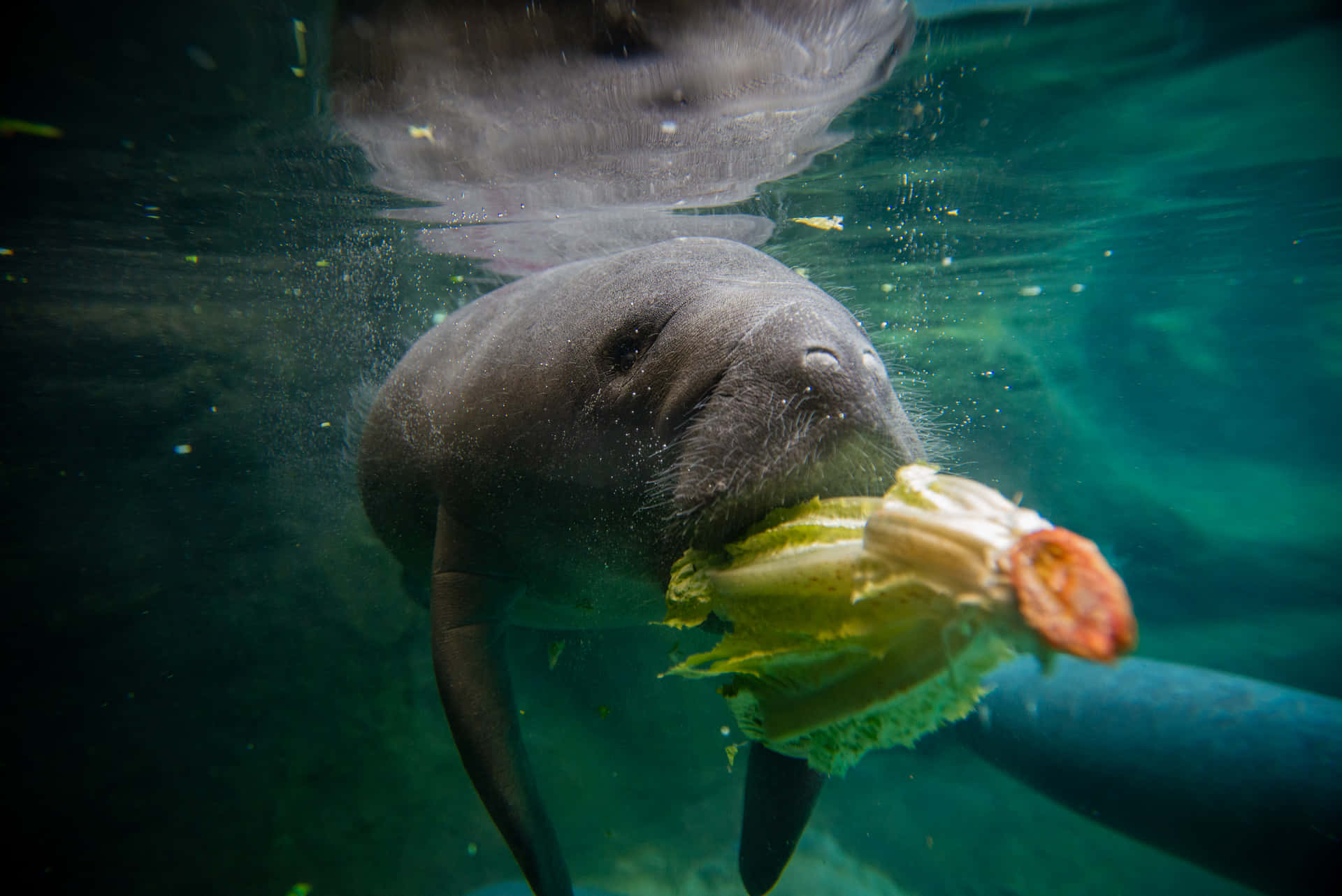 Manatee Eating Lettuce Underwater.jpg Wallpaper