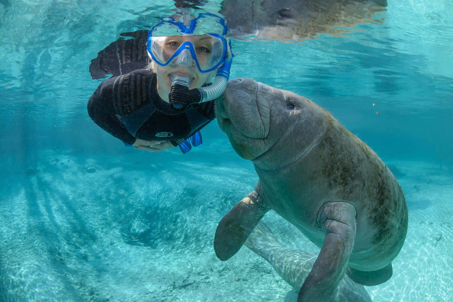 Manatee Encounter Underwater Wallpaper