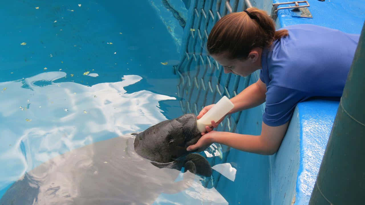 Manatee Feeding Caregiver Wallpaper