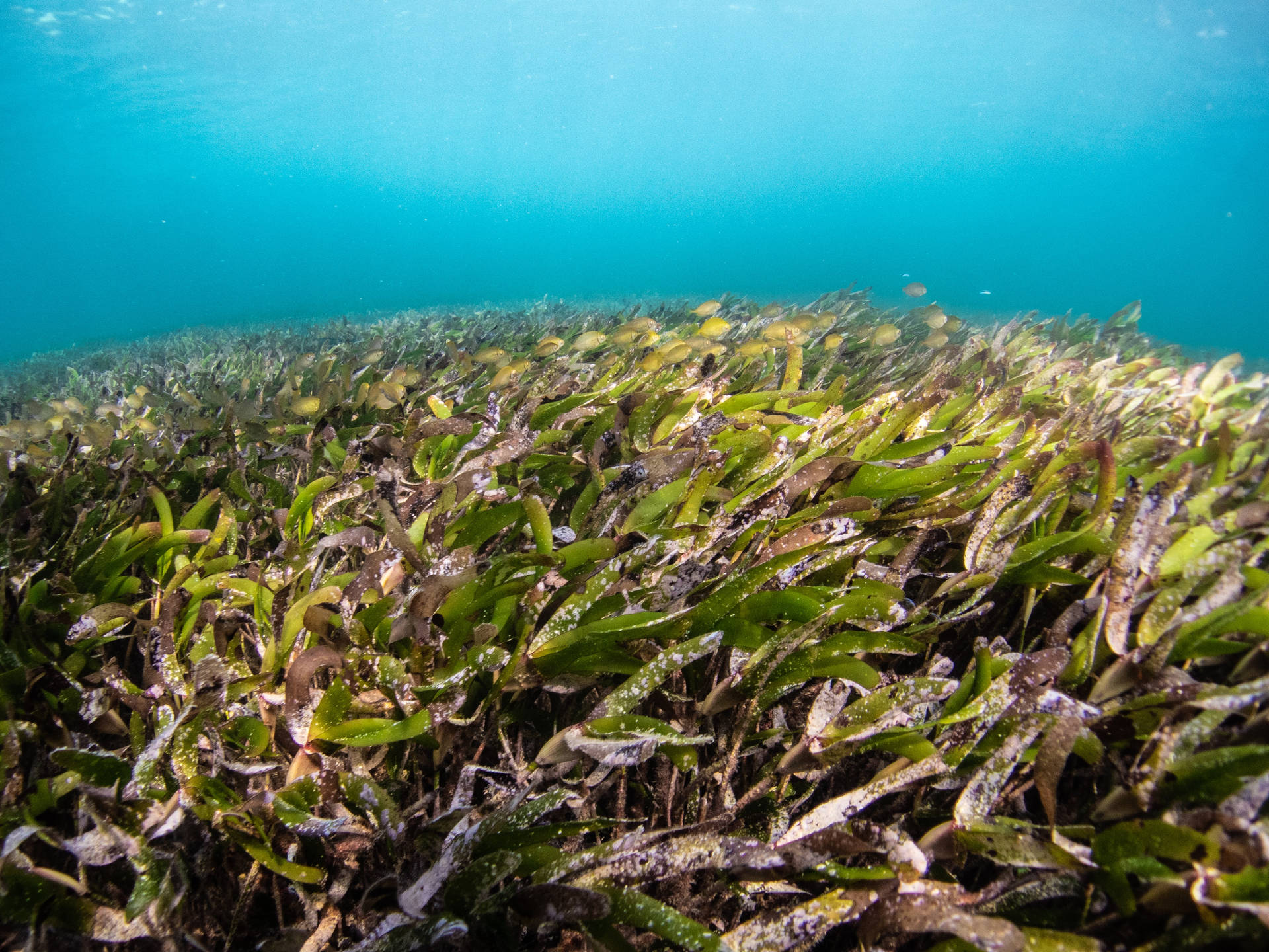 Manatee Grass Seaweed Underwater Plants Top View Wallpaper