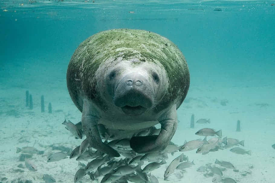 Manatee Surrounded By Fish Wallpaper