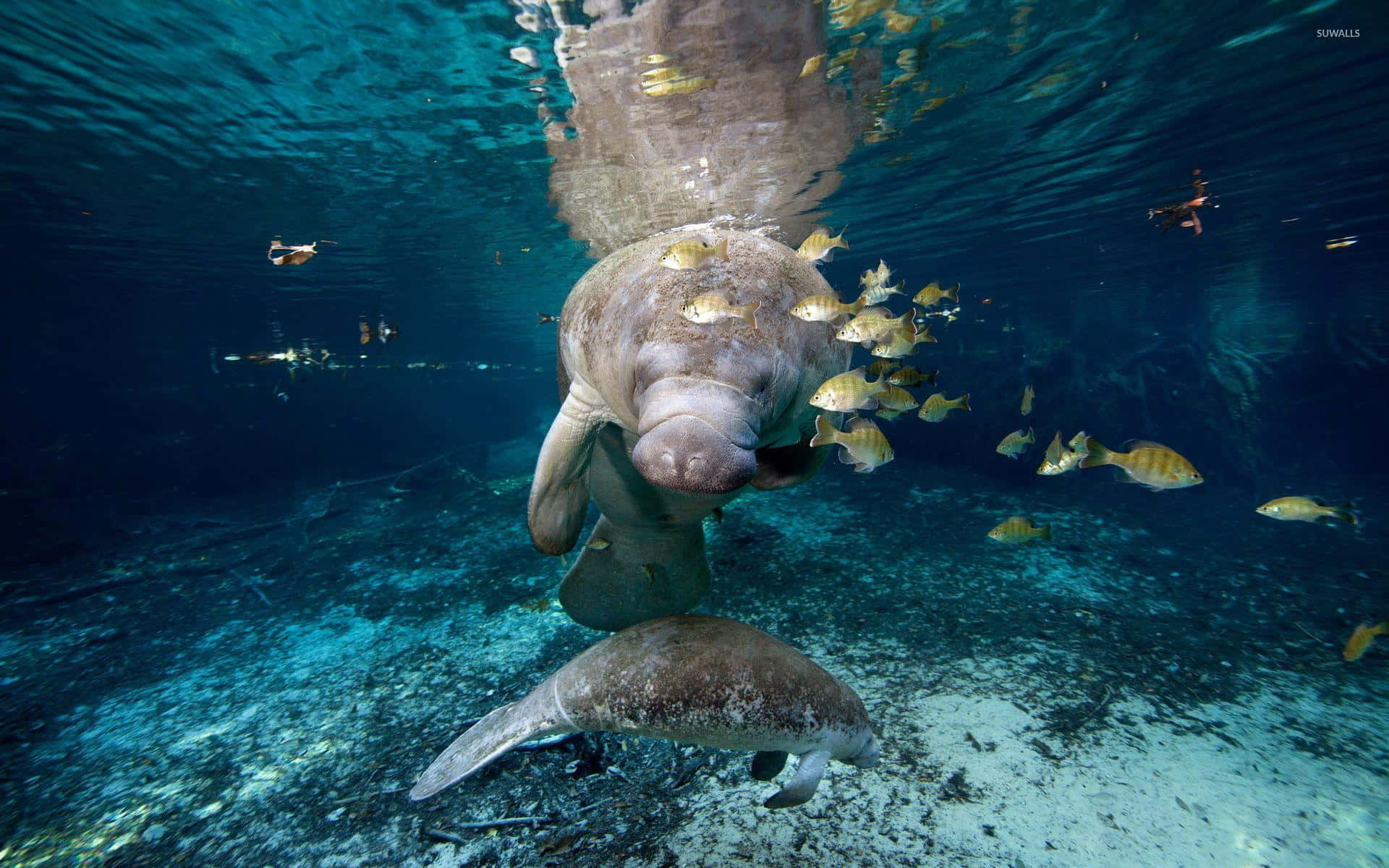 Manatee Surrounded By Fish Underwater Wallpaper