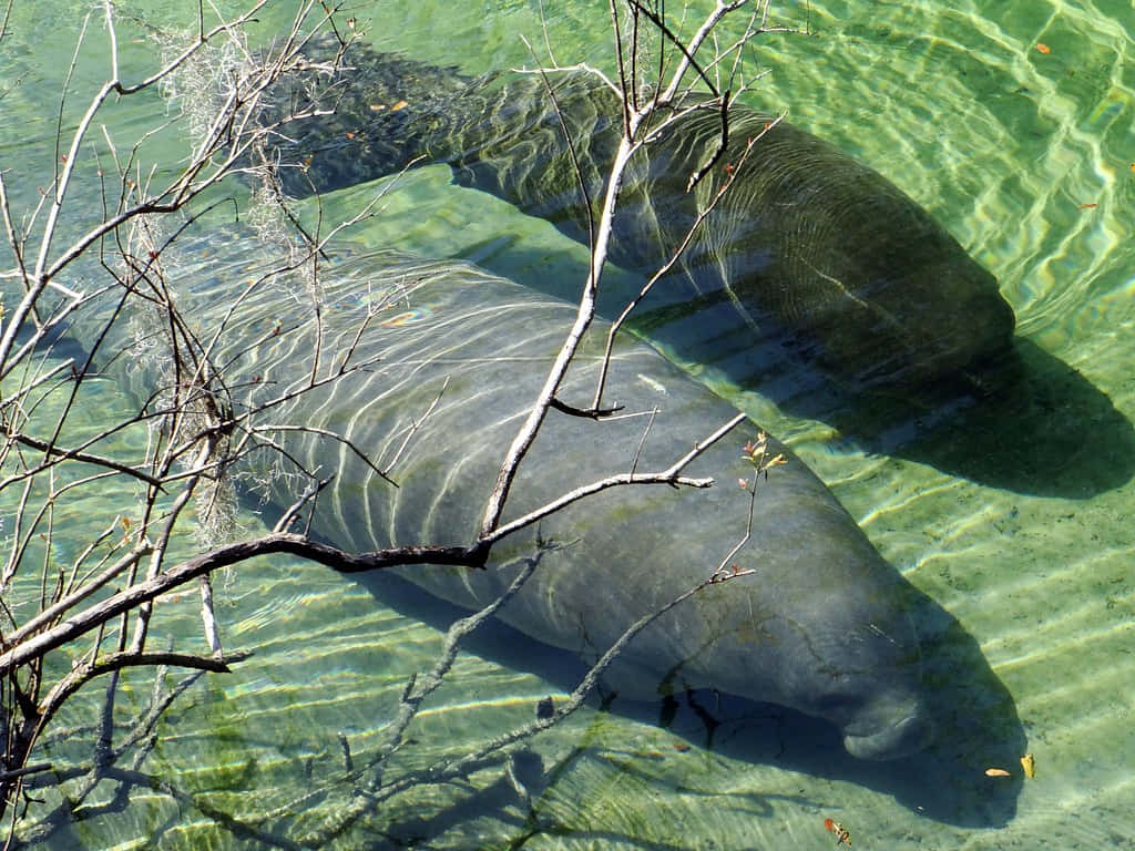 Manatee Swimming Clear Water Wallpaper