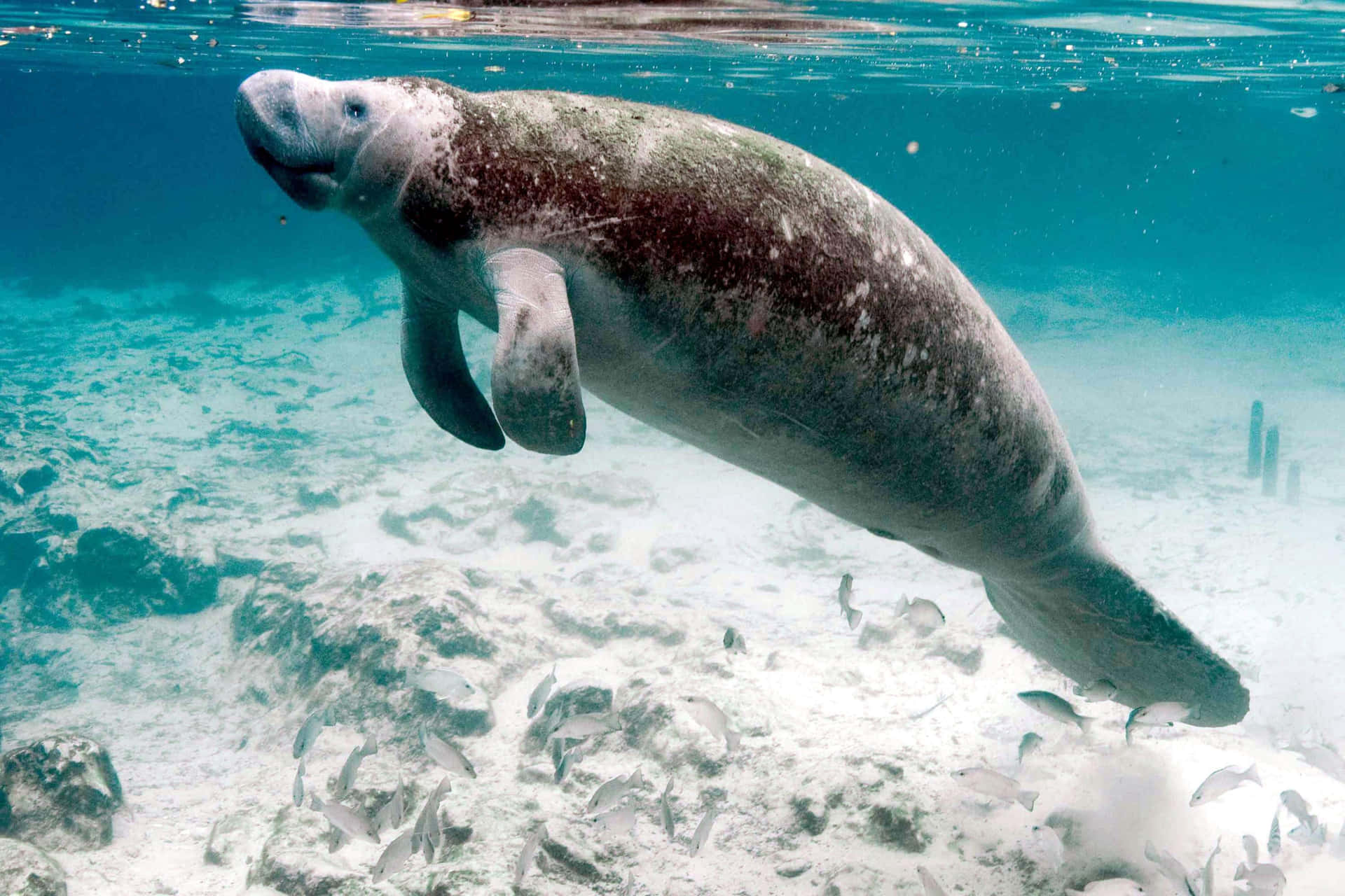 Manatee Swimming Crystal Clear Water.jpg Wallpaper